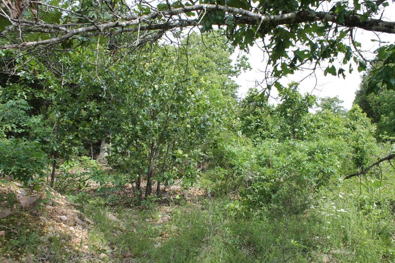 Cedar Ridge Ranch Tract 12 photo 3