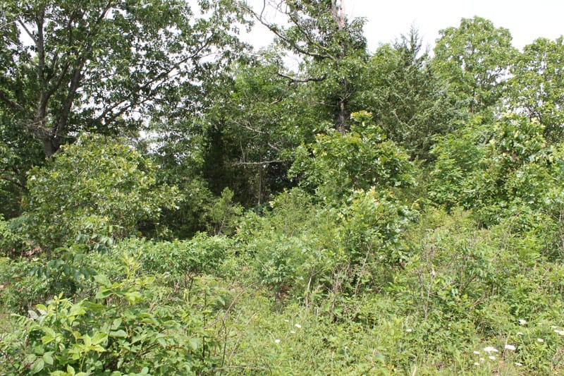 Cedar Ridge Ranch Tract 12 photo 4