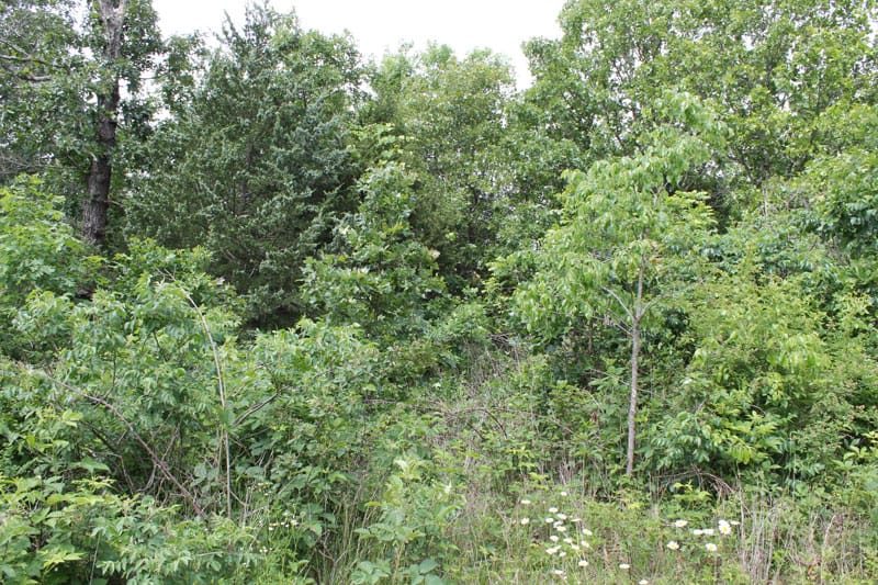 Cedar Ridge Ranch Tract 12 photo 5