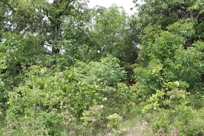 Cedar Ridge Ranch Tract 12 photo 6