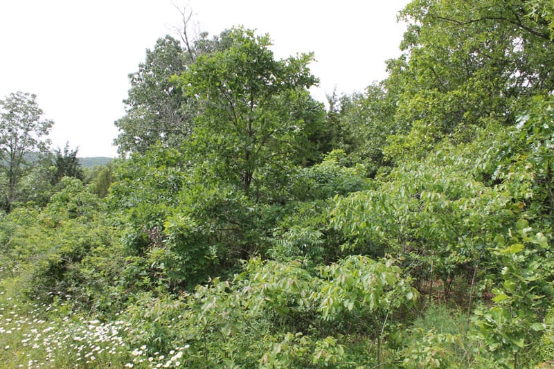 Cedar Ridge Ranch Tract 12 photo 7