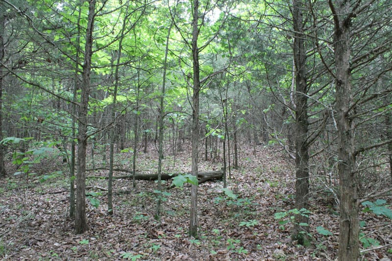 Cedar Ridge Ranch Tract 35 photo 2