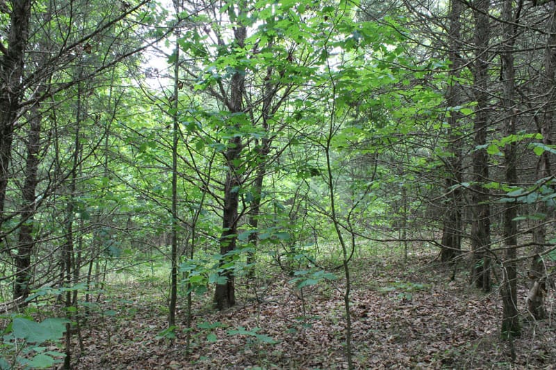 Cedar Ridge Ranch Tract 35 photo 3