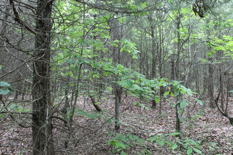 Cedar Ridge Ranch Tract 35 photo 4