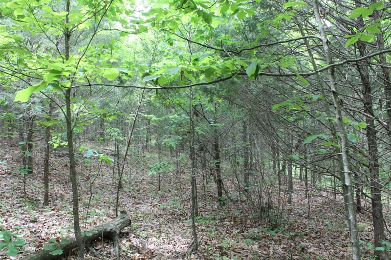 Cedar Ridge Ranch Tract 35 photo 5