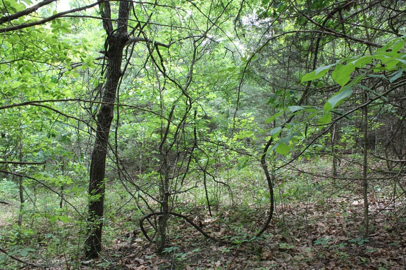 Cedar Ridge Ranch Tract 35 photo 6