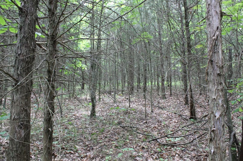 Cedar Ridge Ranch Tract 35 photo 7
