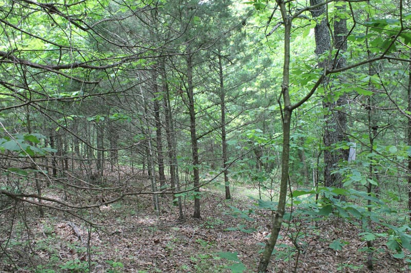 Cedar Ridge Ranch Tract 35 photo 8