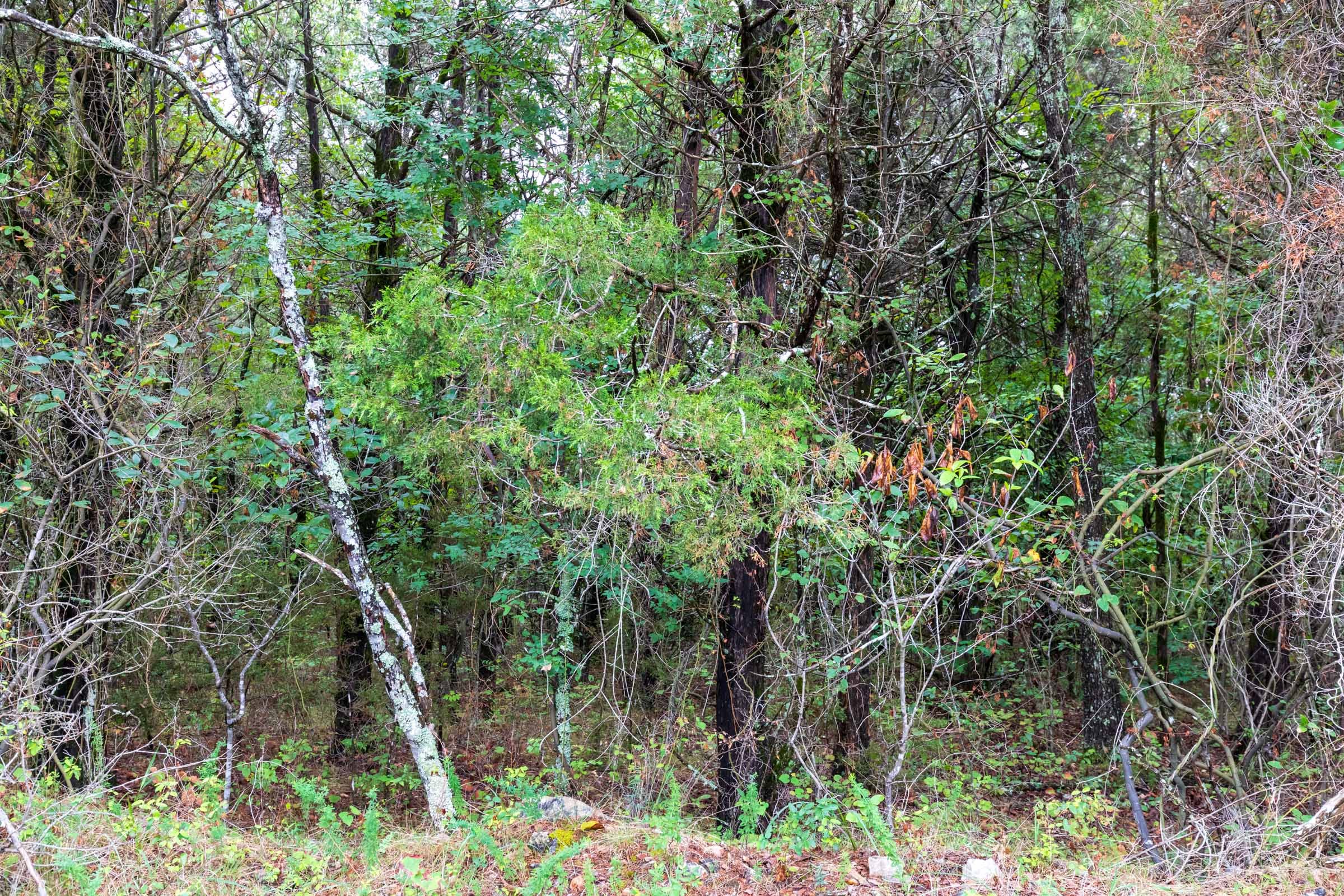 Heritage Bend Tract 45 photo 8