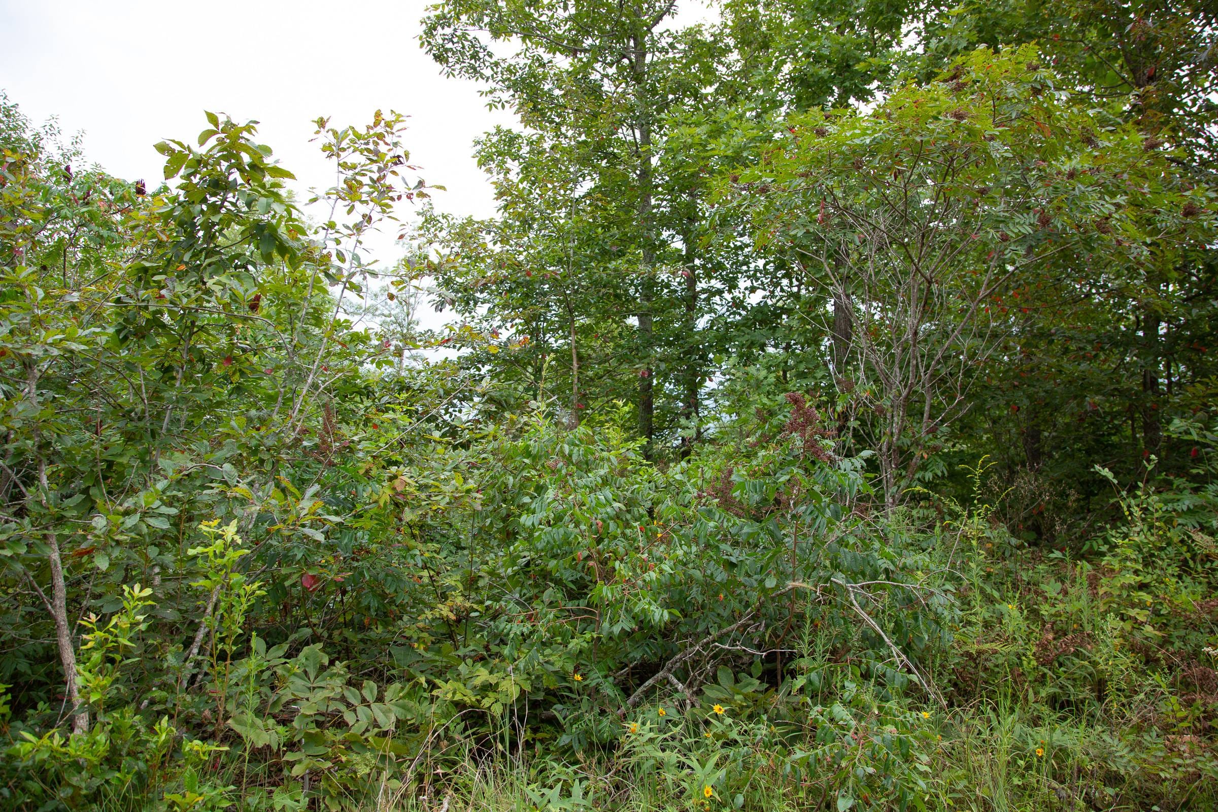 Borgmann’s Hollow Phase II Tract 35 photo 3