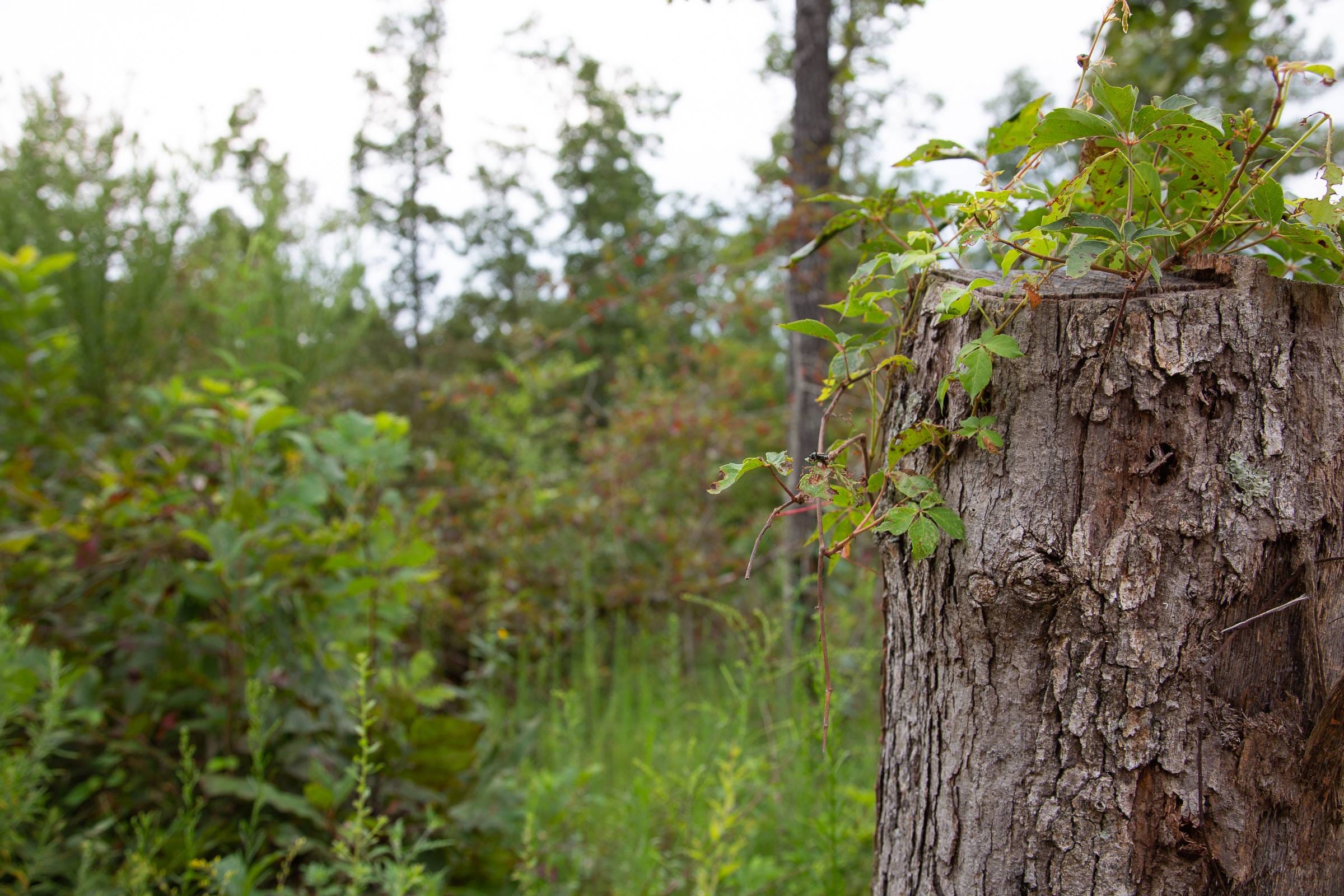 Borgmann’s Hollow Phase II Tract 35 photo 4
