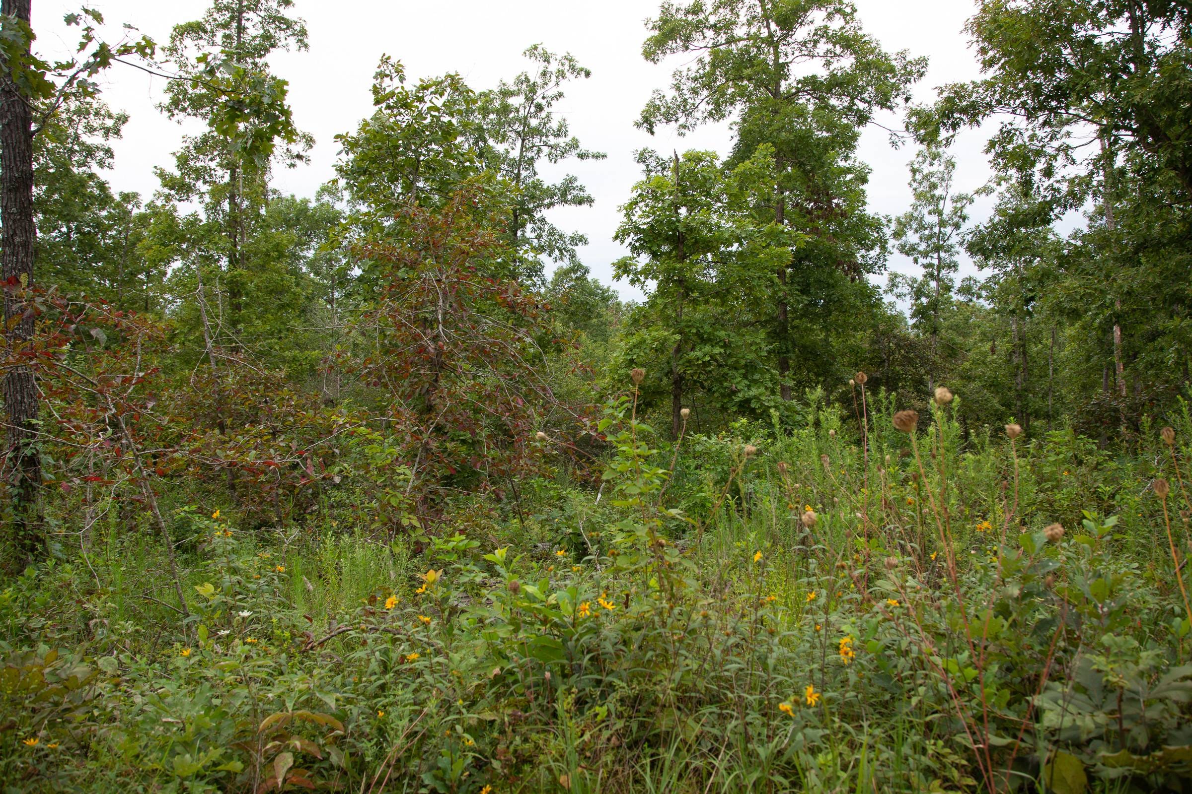 Borgmann’s Hollow Phase II Tract 35 photo 5
