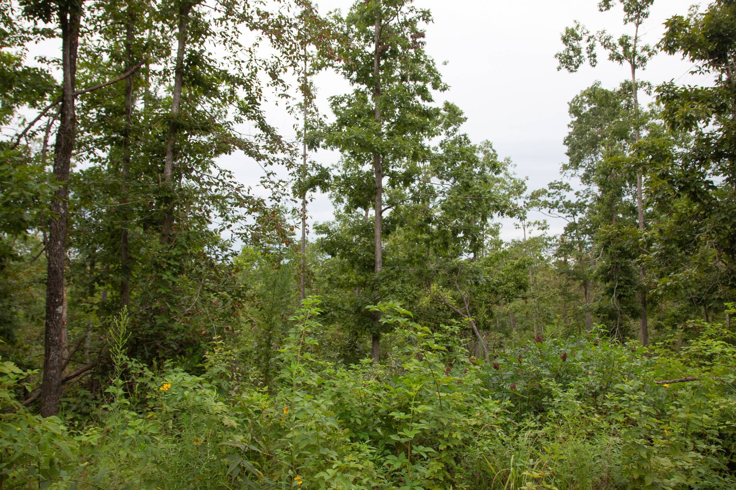 Borgmann’s Hollow Phase II Tract 35 photo 7