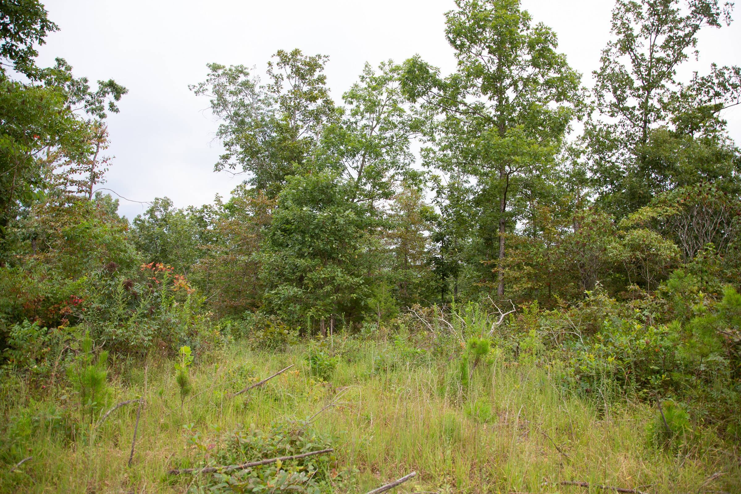 Borgmann’s Hollow Phase II Tract 35 photo 8
