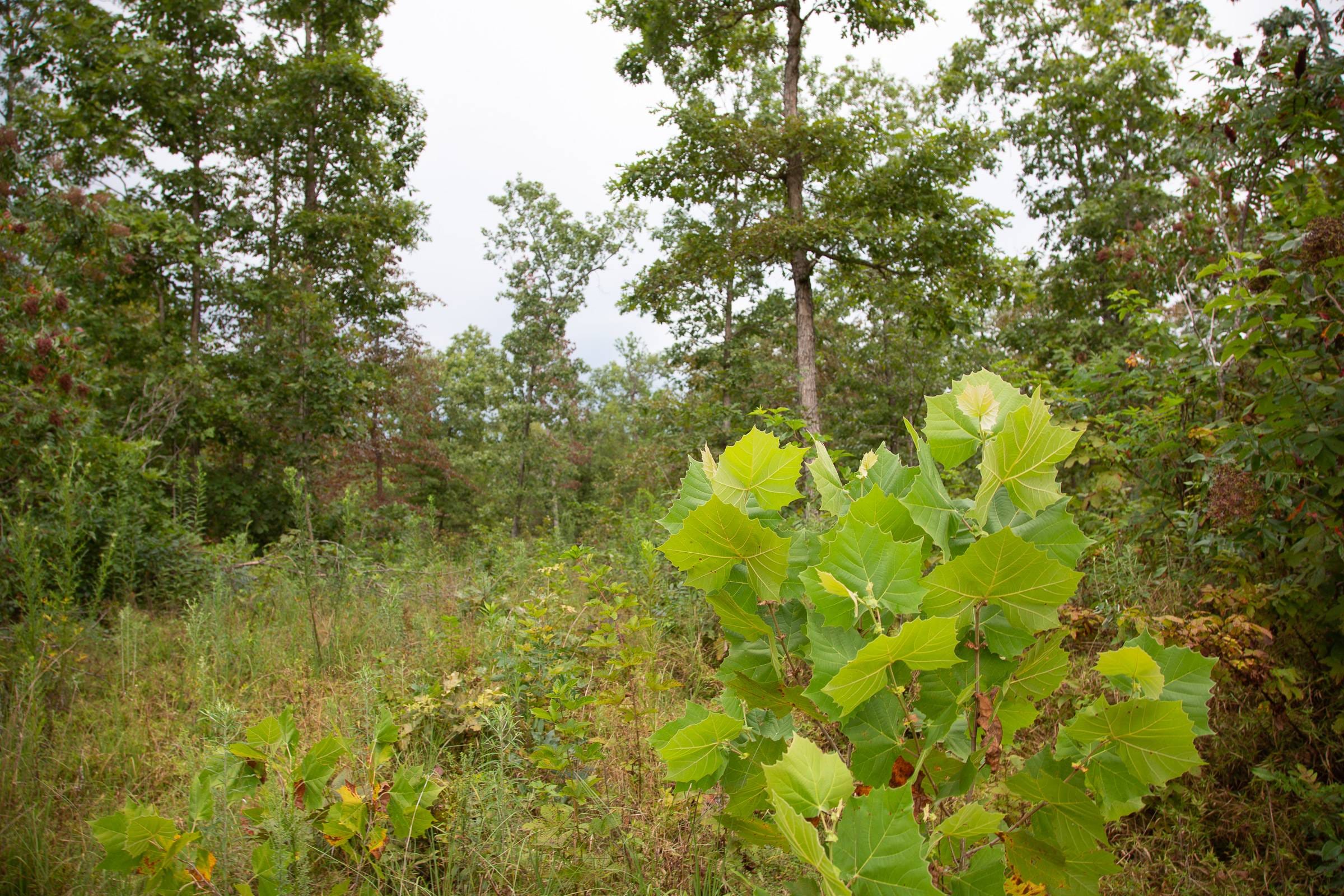 Borgmann’s Hollow Phase II Tract 35 photo 9