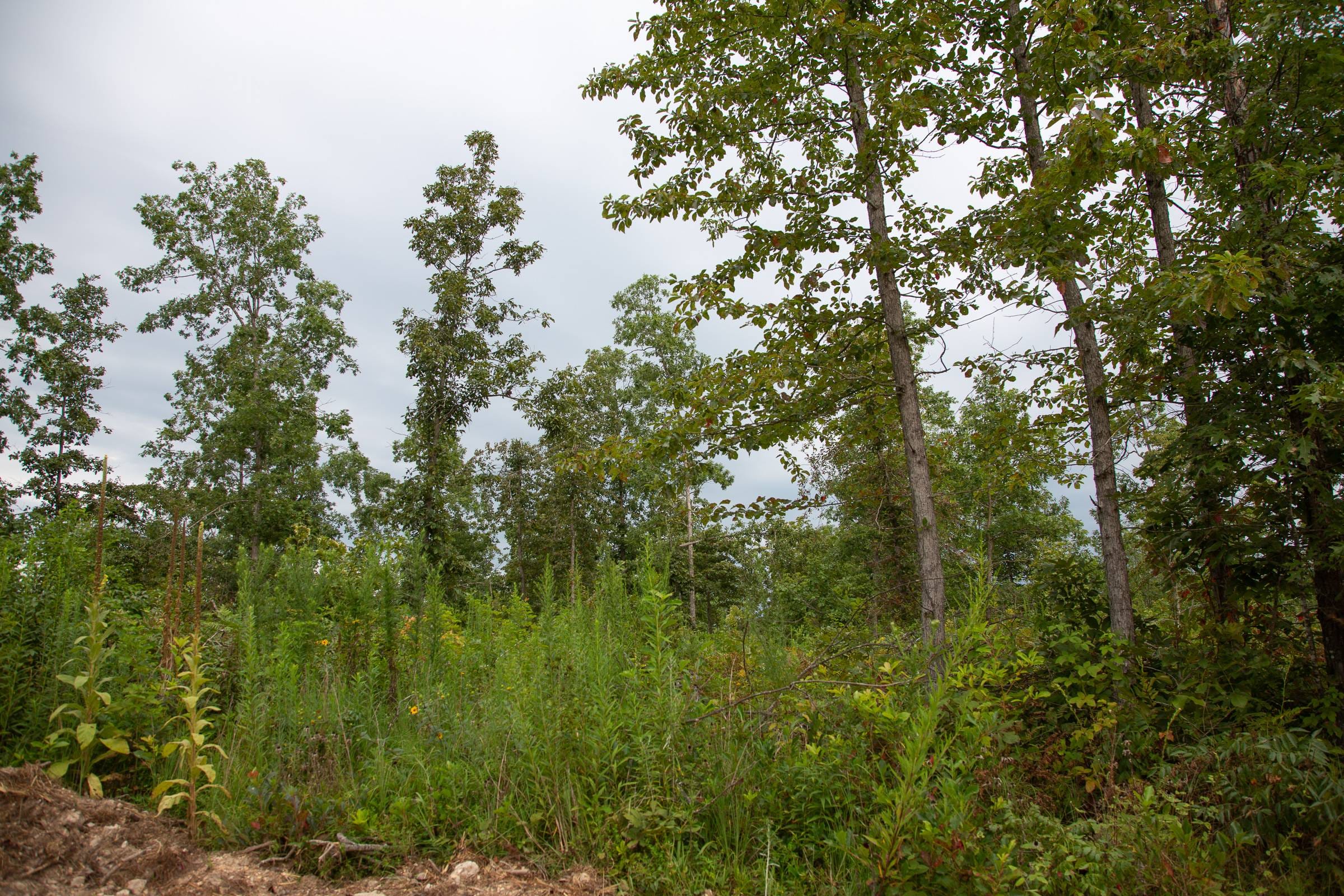 Borgmann’s Hollow Phase II Tract 35 photo 11