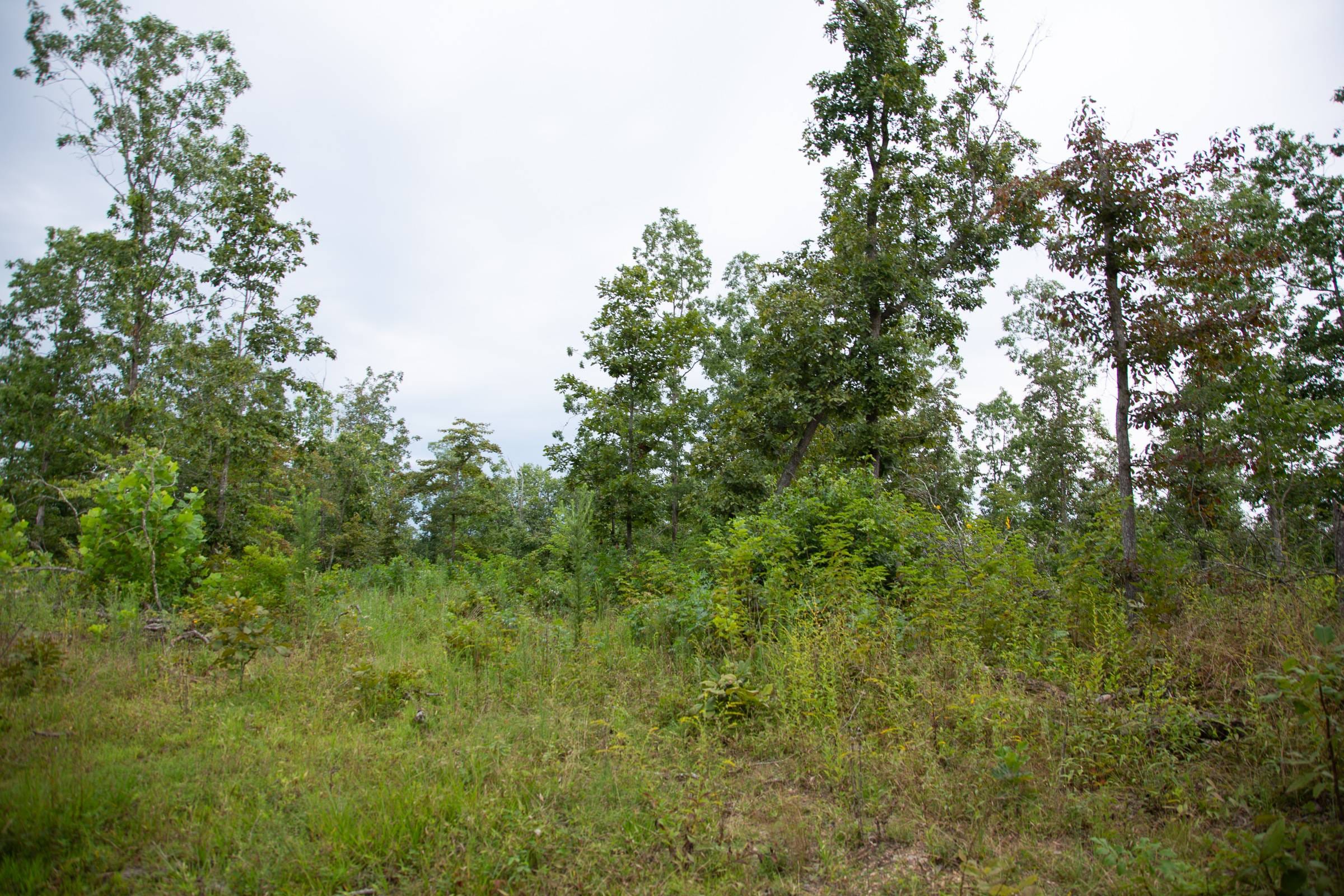 Borgmann’s Hollow Phase II Tract 35 photo 13
