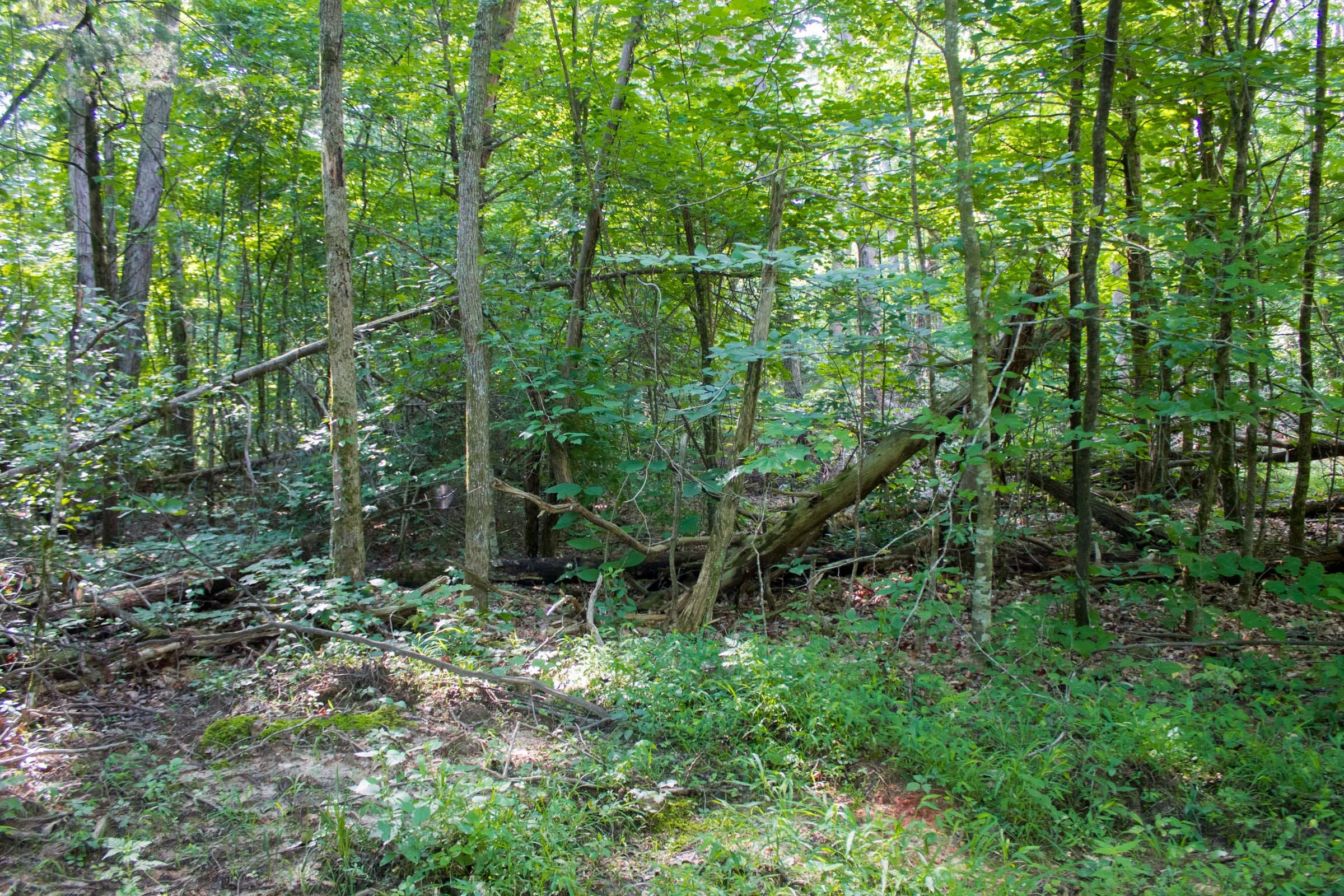 Bluewater Ridge Tract 26 photo 4