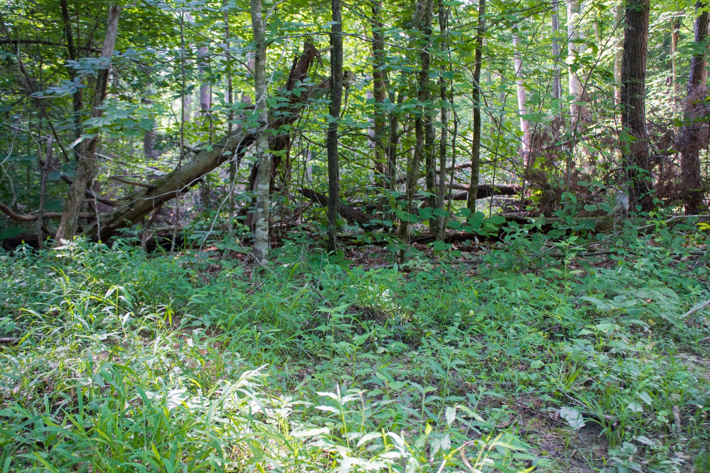 Bluewater Ridge Tract 26 photo 5