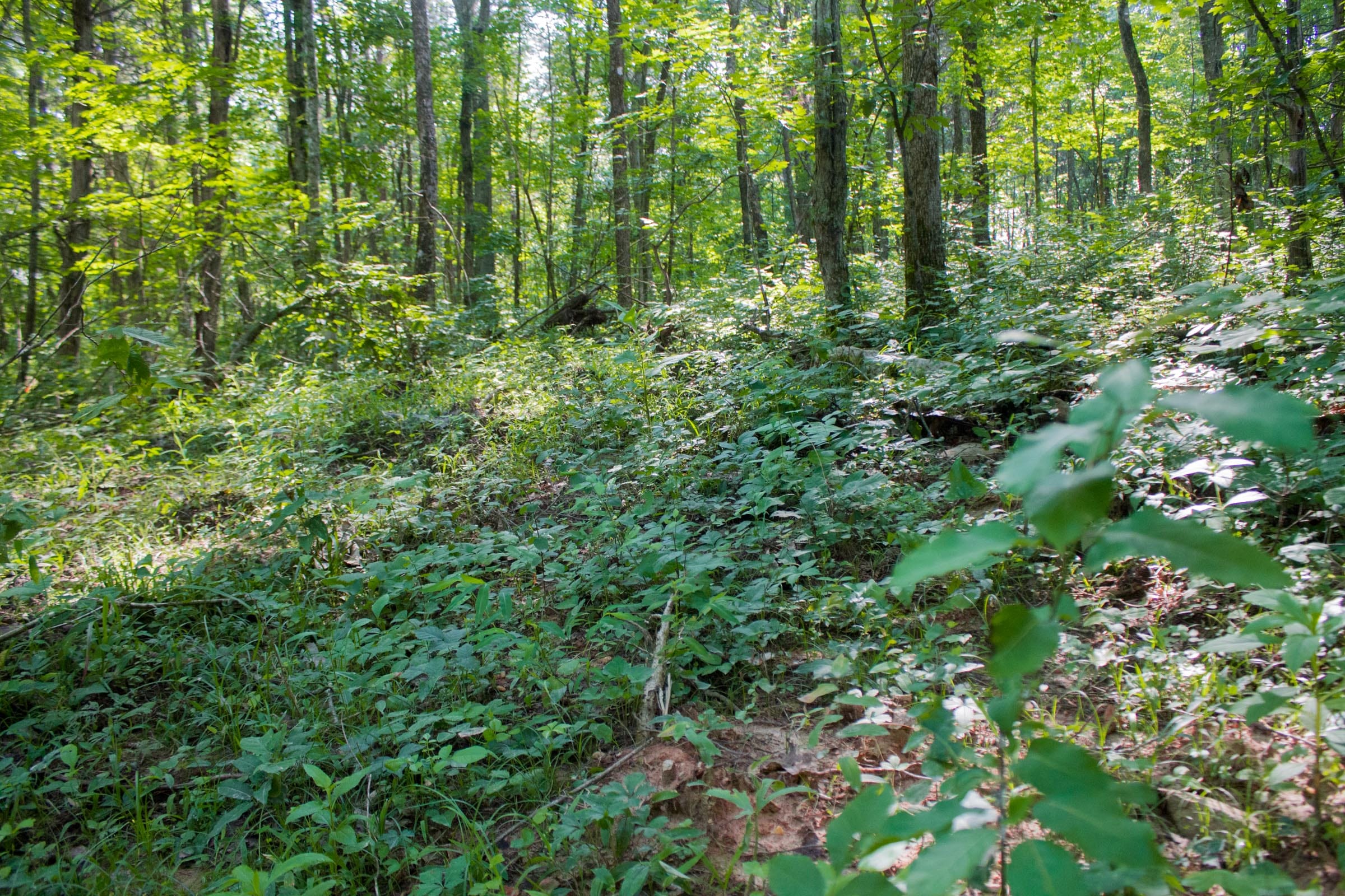 Bluewater Ridge Tract 26 photo 7