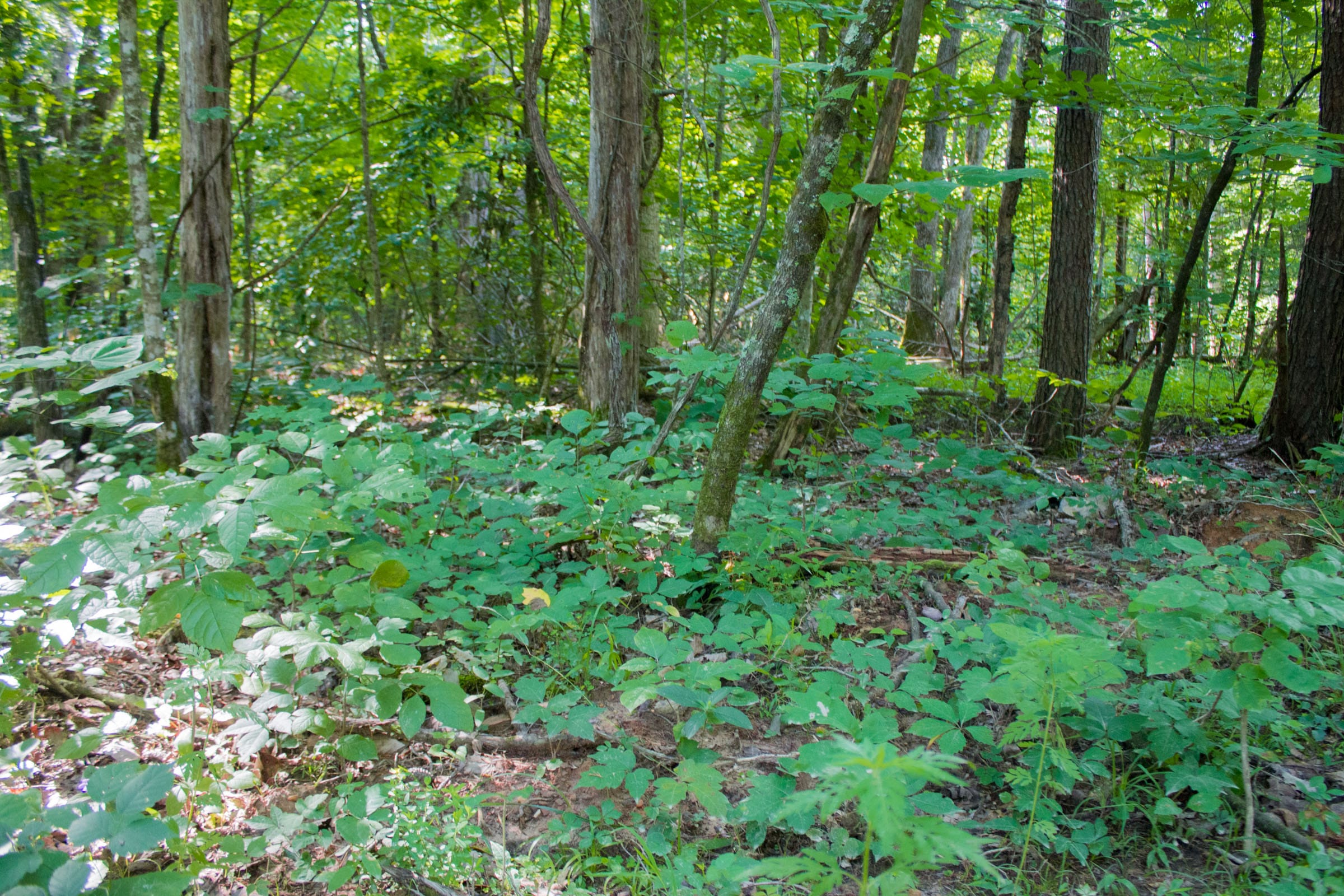 Bluewater Ridge Tract 26 photo 8