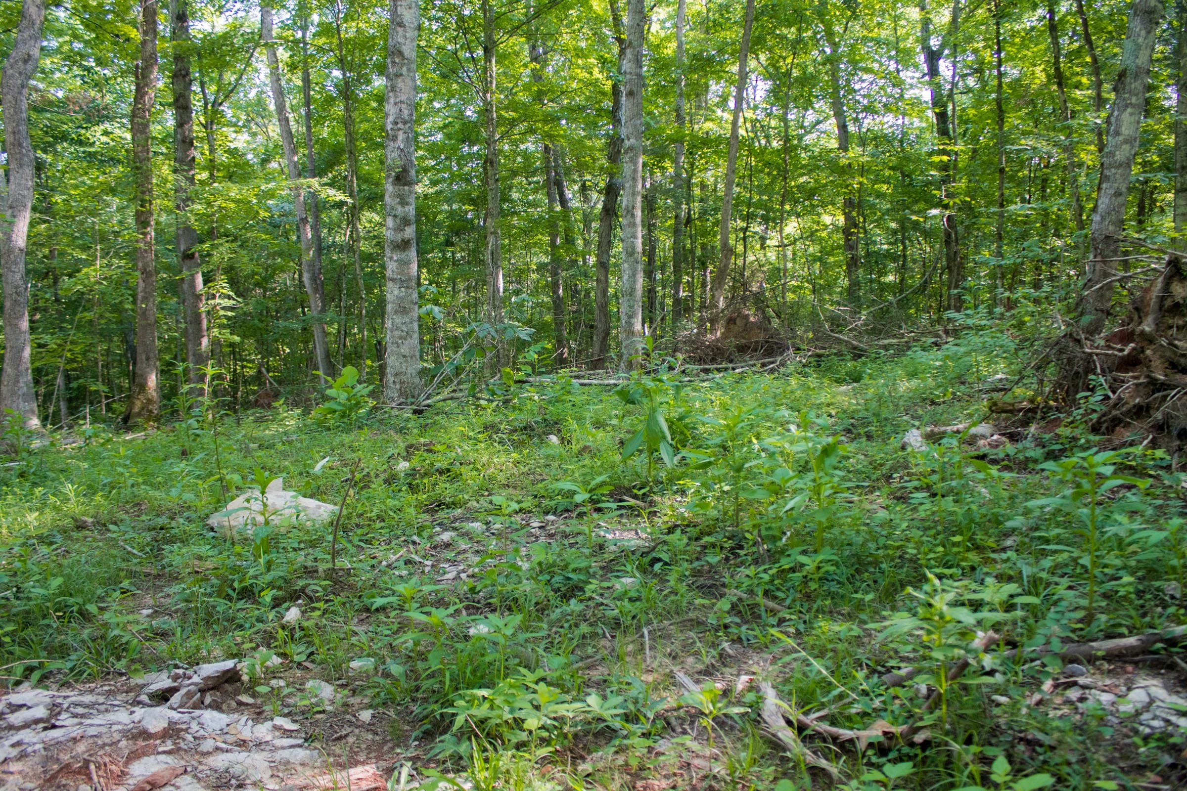 Bluewater Ridge Tract 26 photo 9