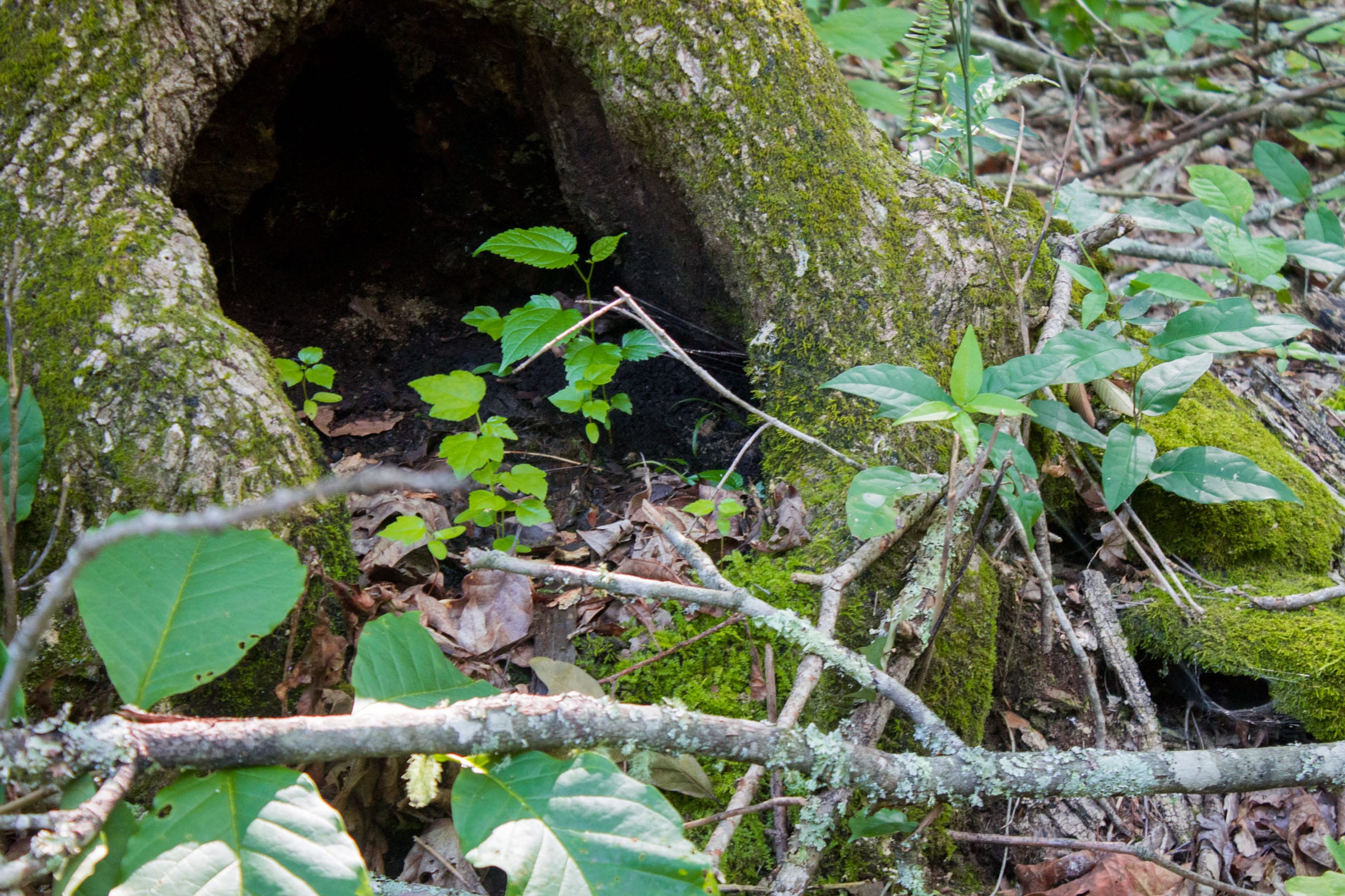Bluewater Ridge Tract 26 photo 12