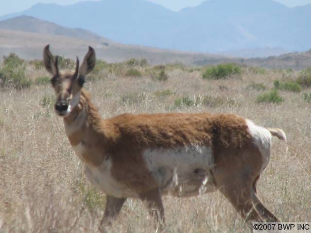 Elko County Tract 320 photo 4