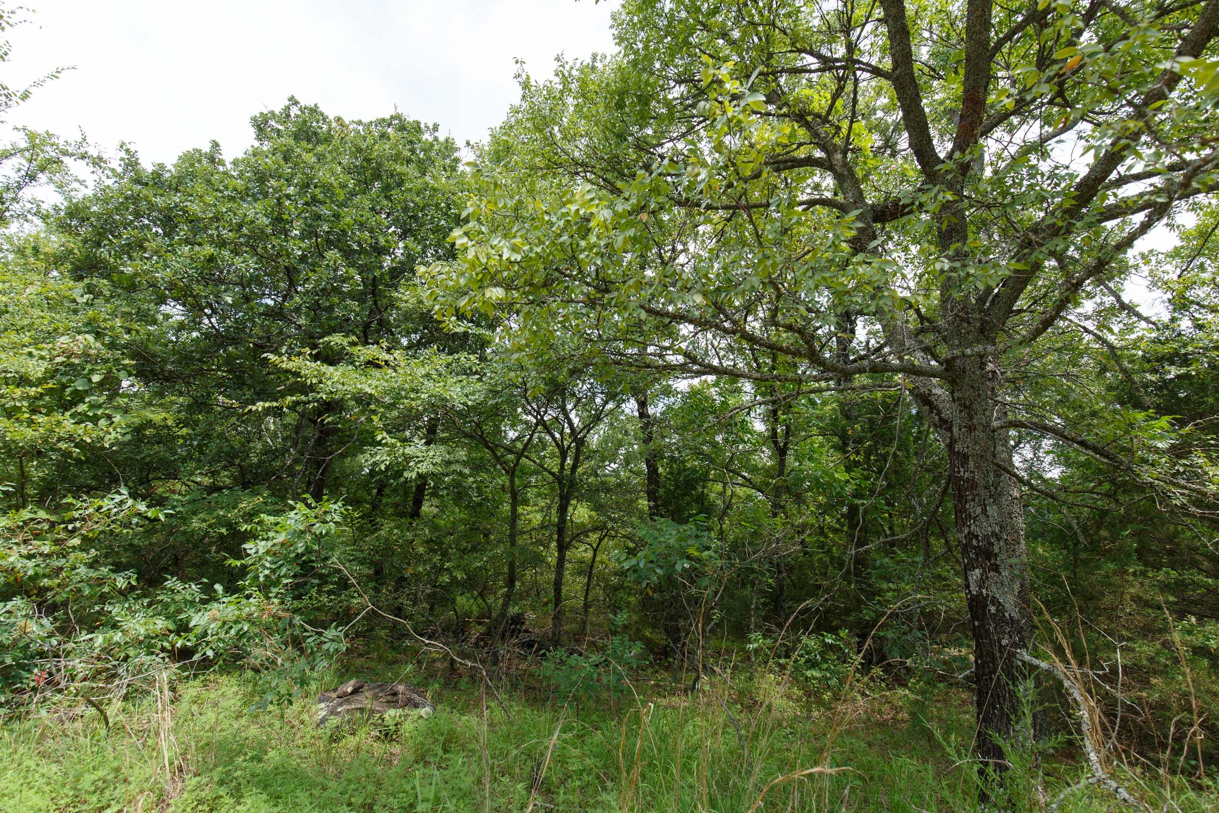 Timber Ridge Tract 32 photo 6