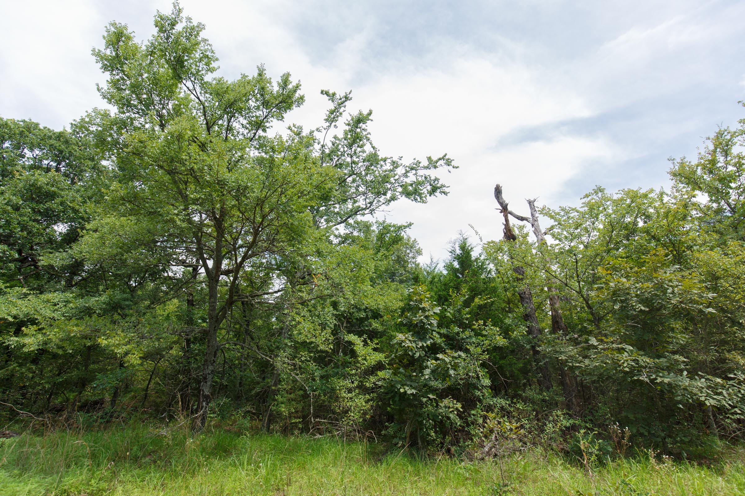 Timber Ridge Tract 32 photo 4