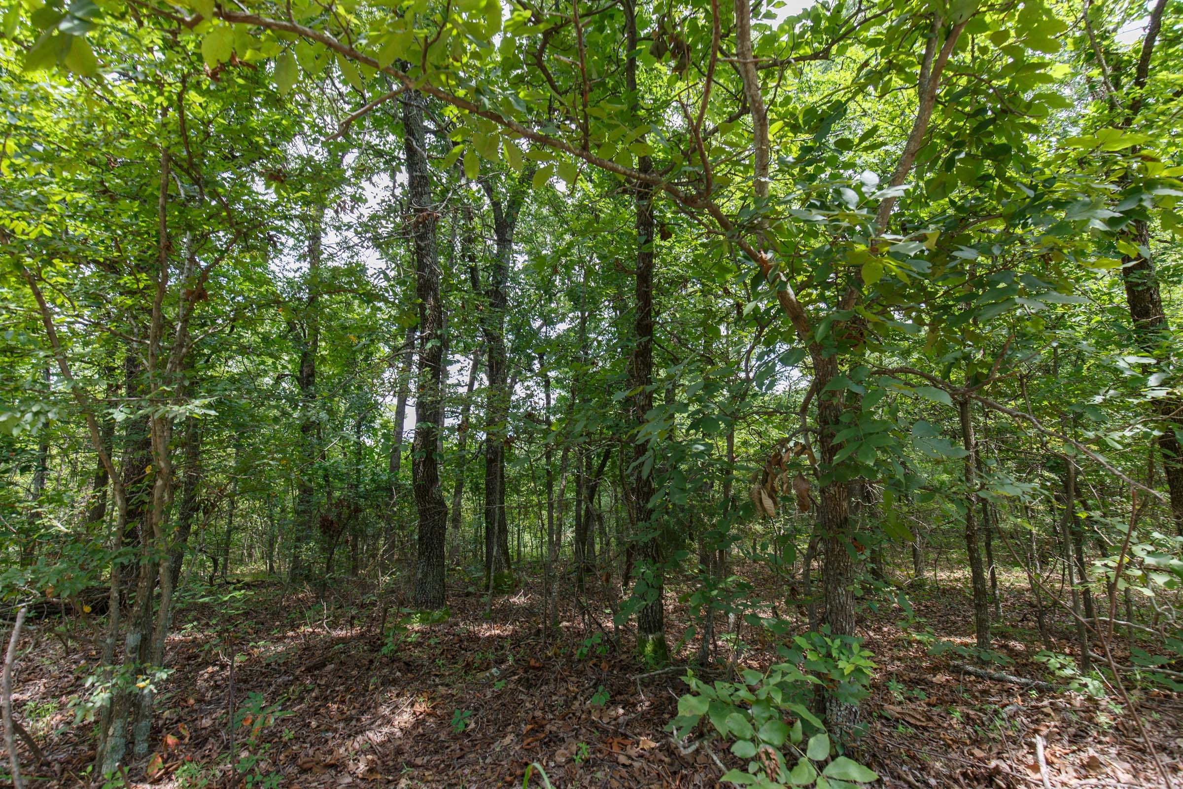 Timber Ridge Tract 32 photo 3