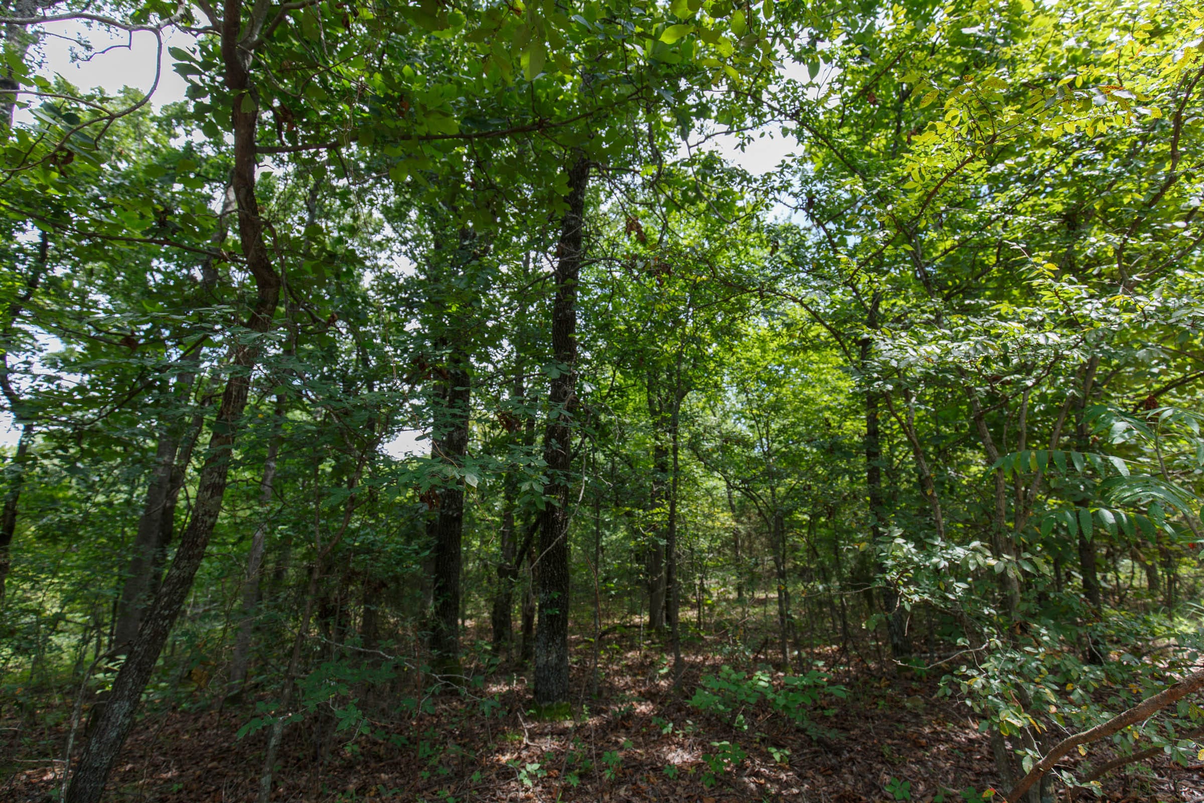 Timber Ridge Tract 32 photo 7