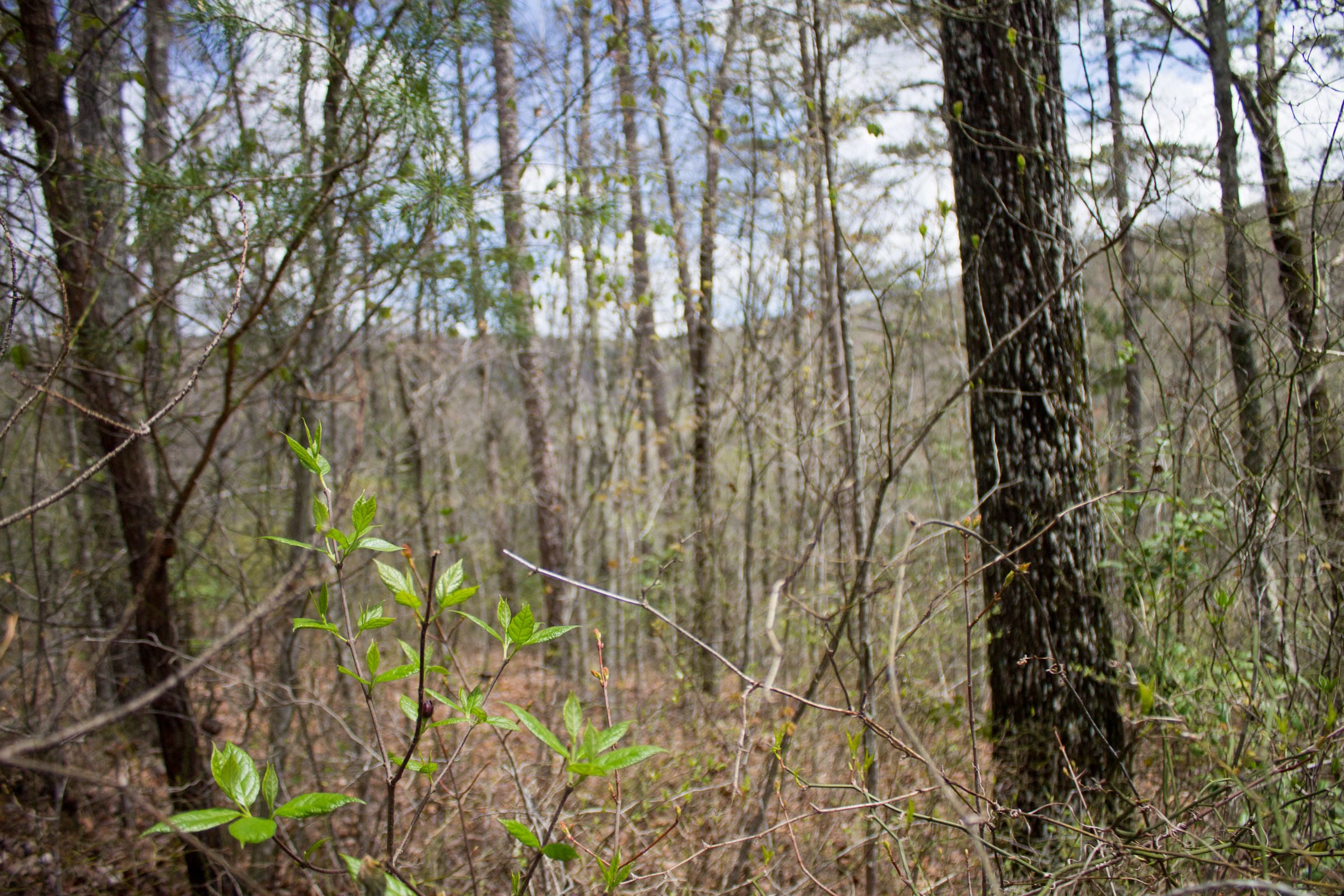 Hidden Hills Tract 29 photo 7