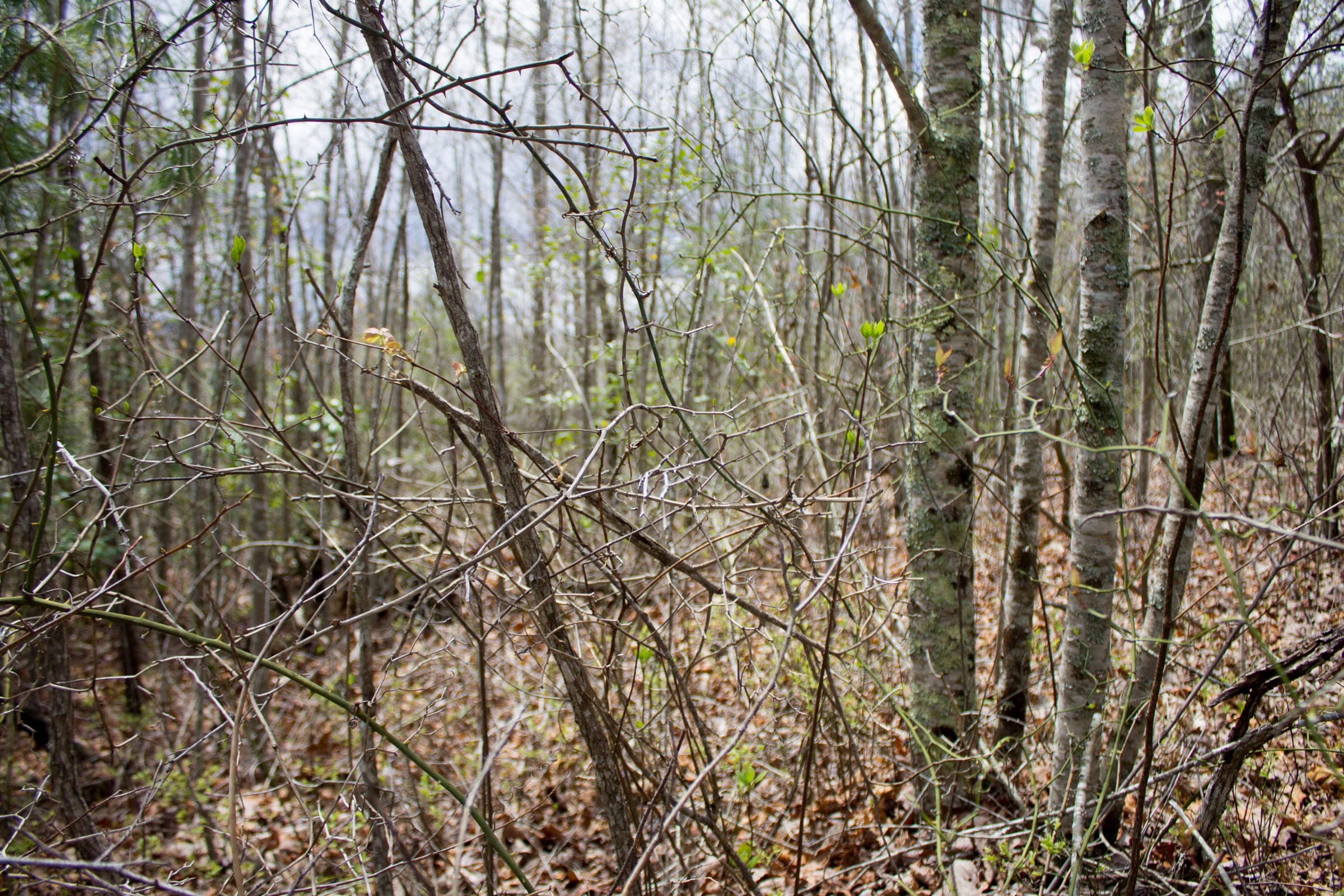 Hidden Hills Tract 29 photo 9