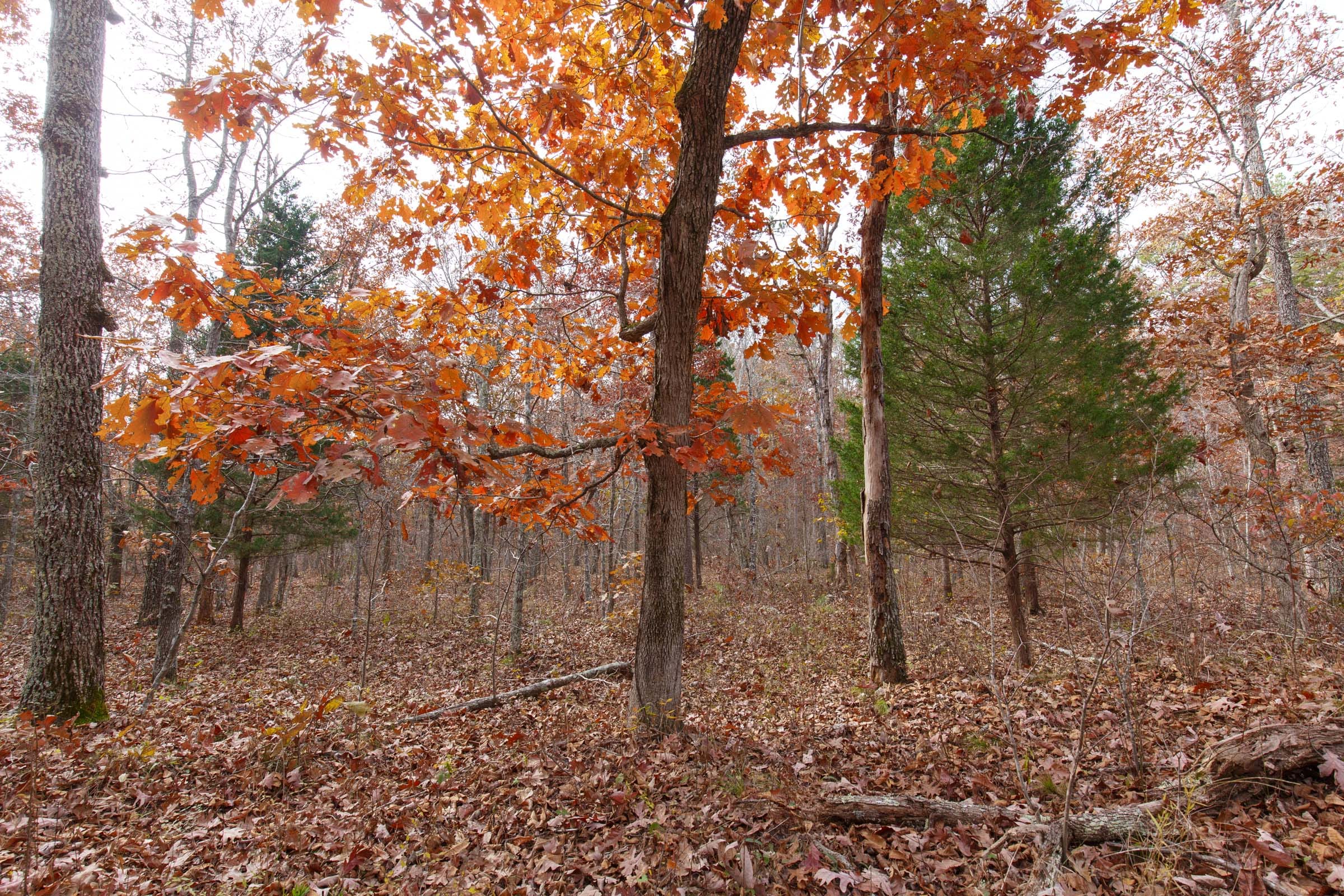 Hawkcrest Tract 45 photo 3