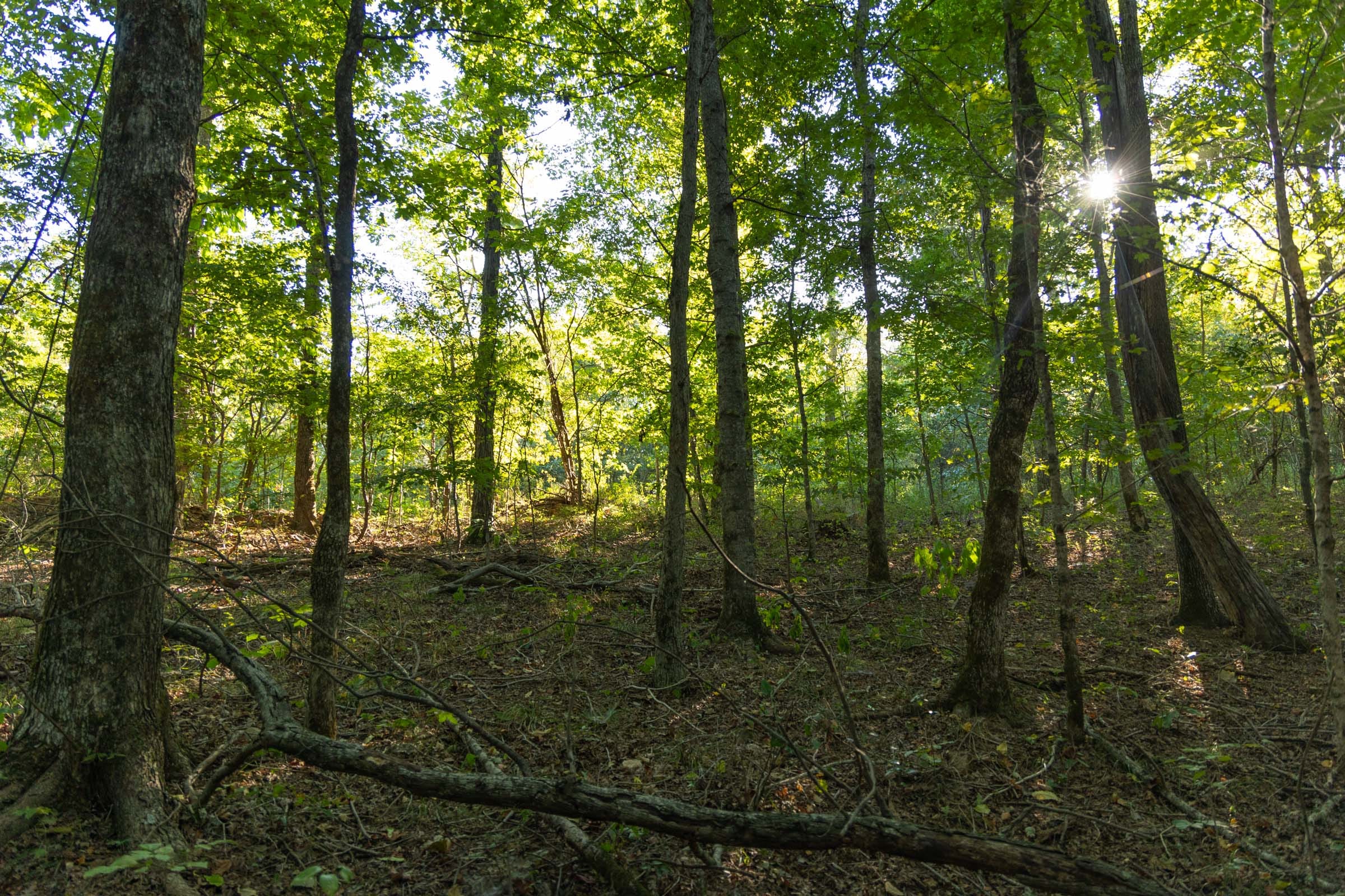 Big White Oak Tract 109 photo 15