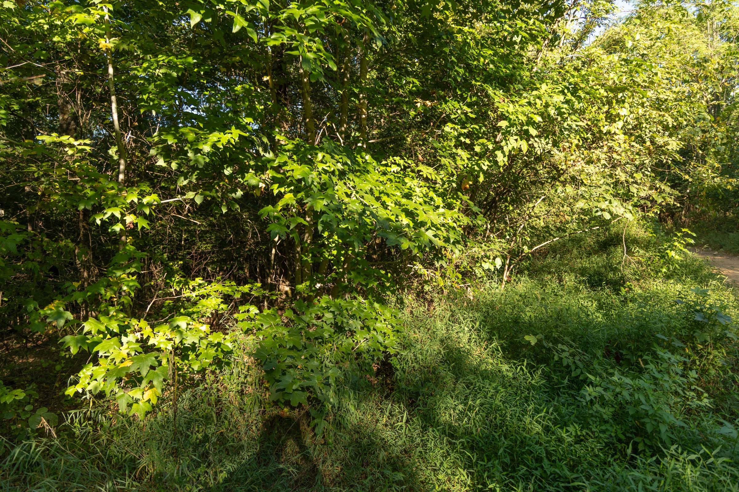 Big White Oak Tract 109 photo 14