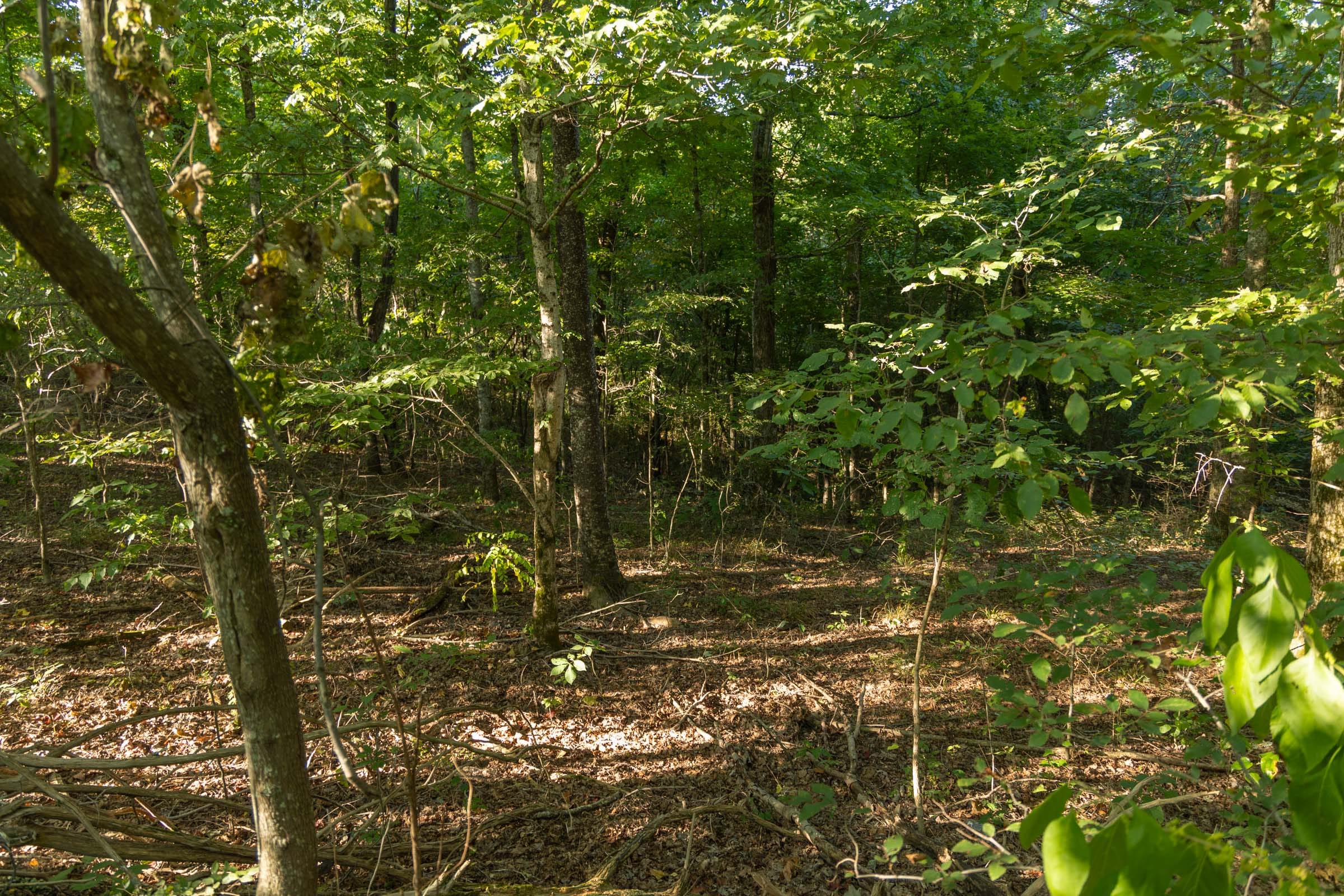 Big White Oak Tract 109 photo 13