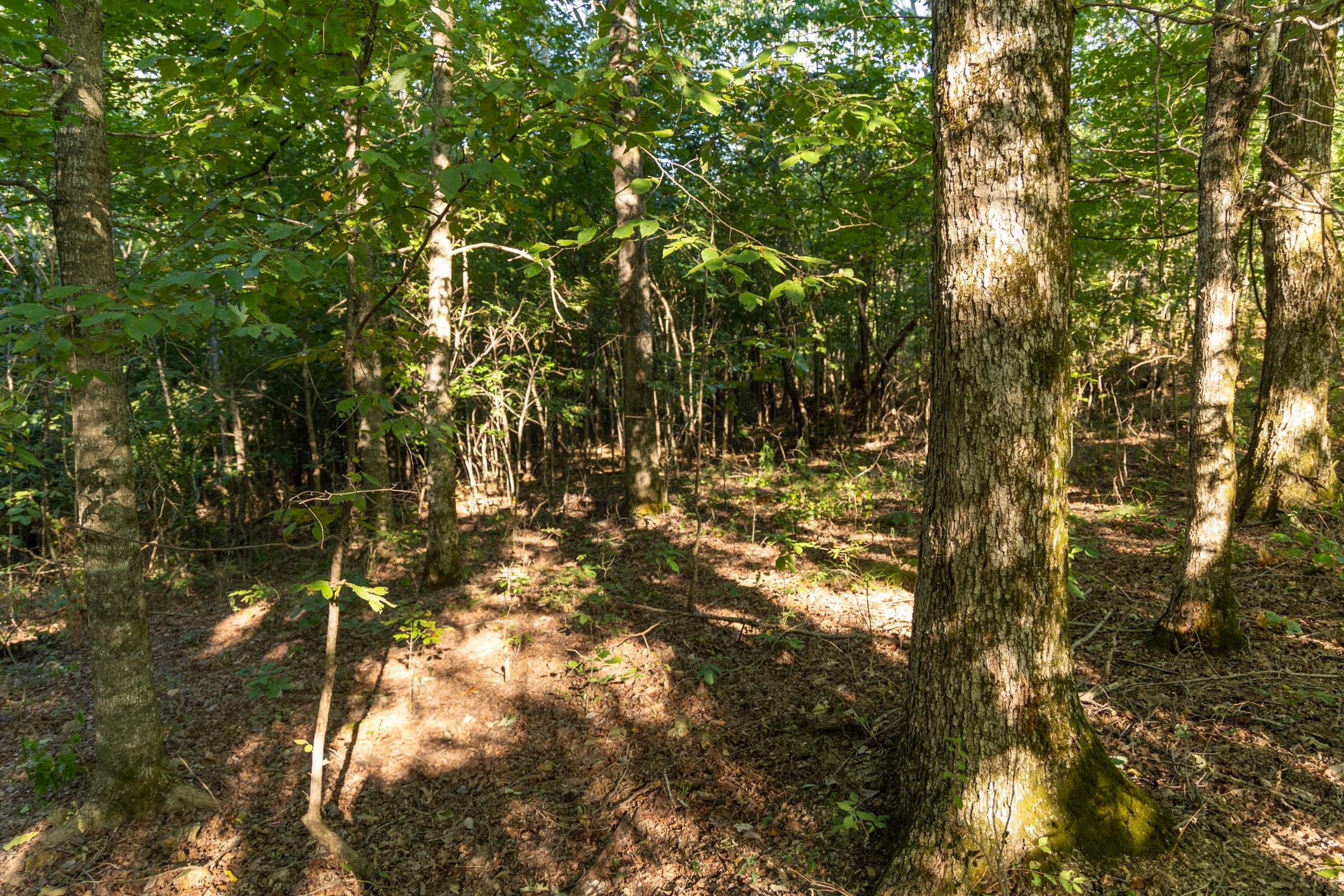 Big White Oak Tract 109 photo 12