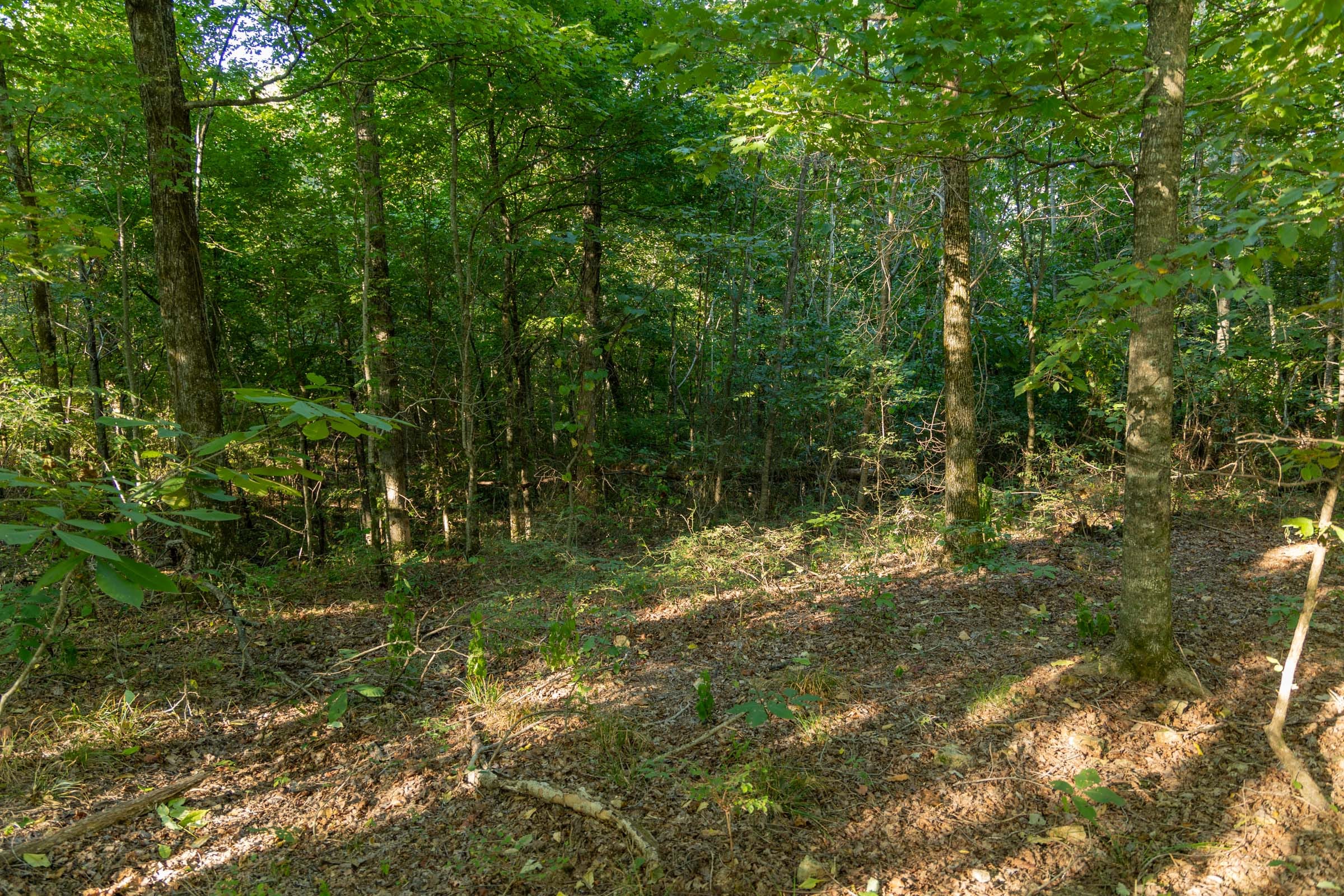 Big White Oak Tract 109 photo 11
