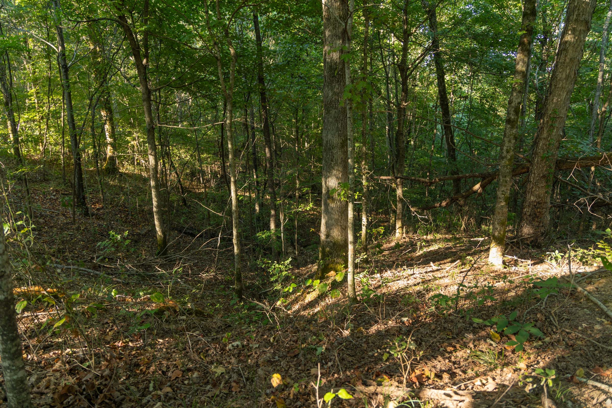 Big White Oak Tract 109 photo 10