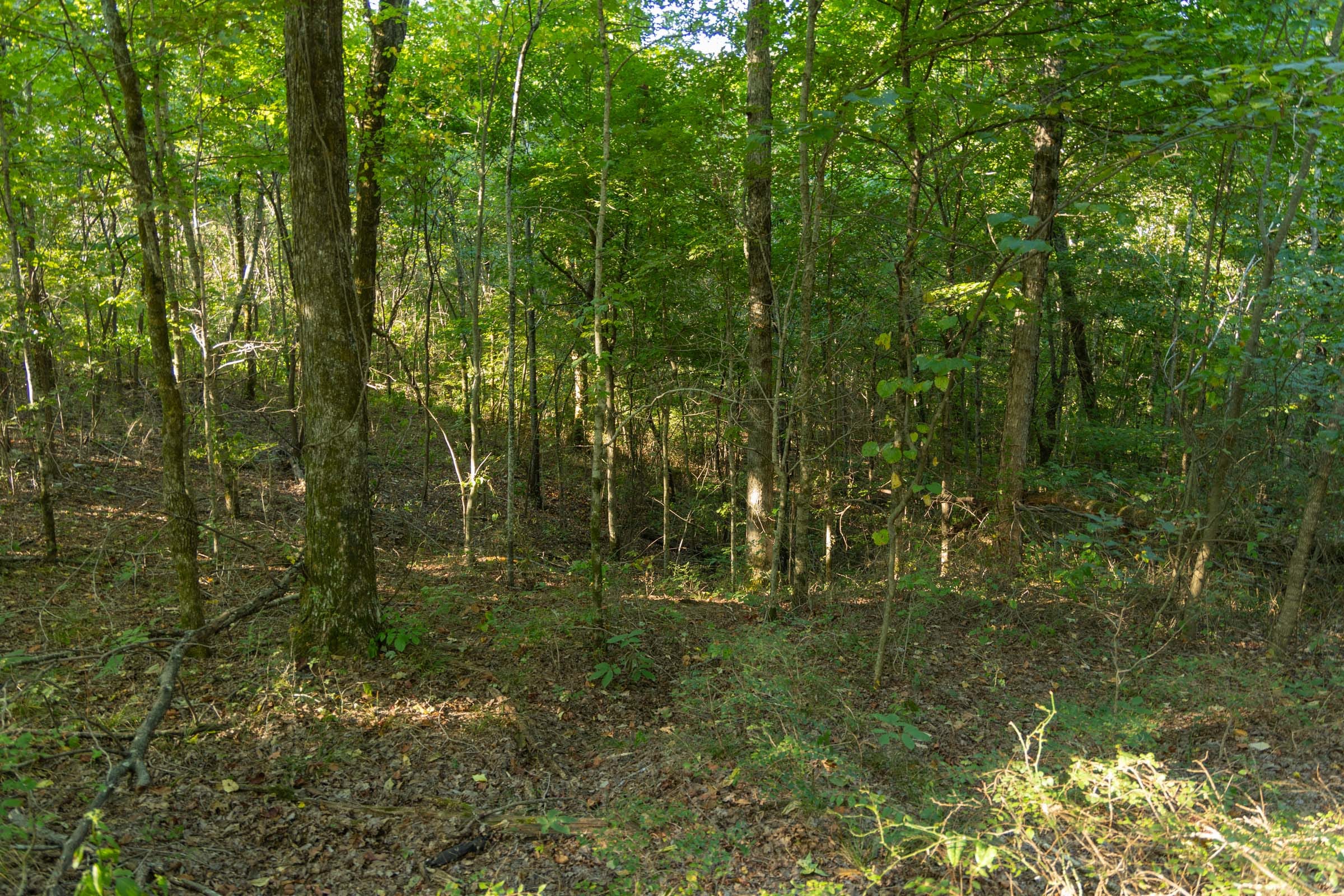 Big White Oak Tract 109 photo 9
