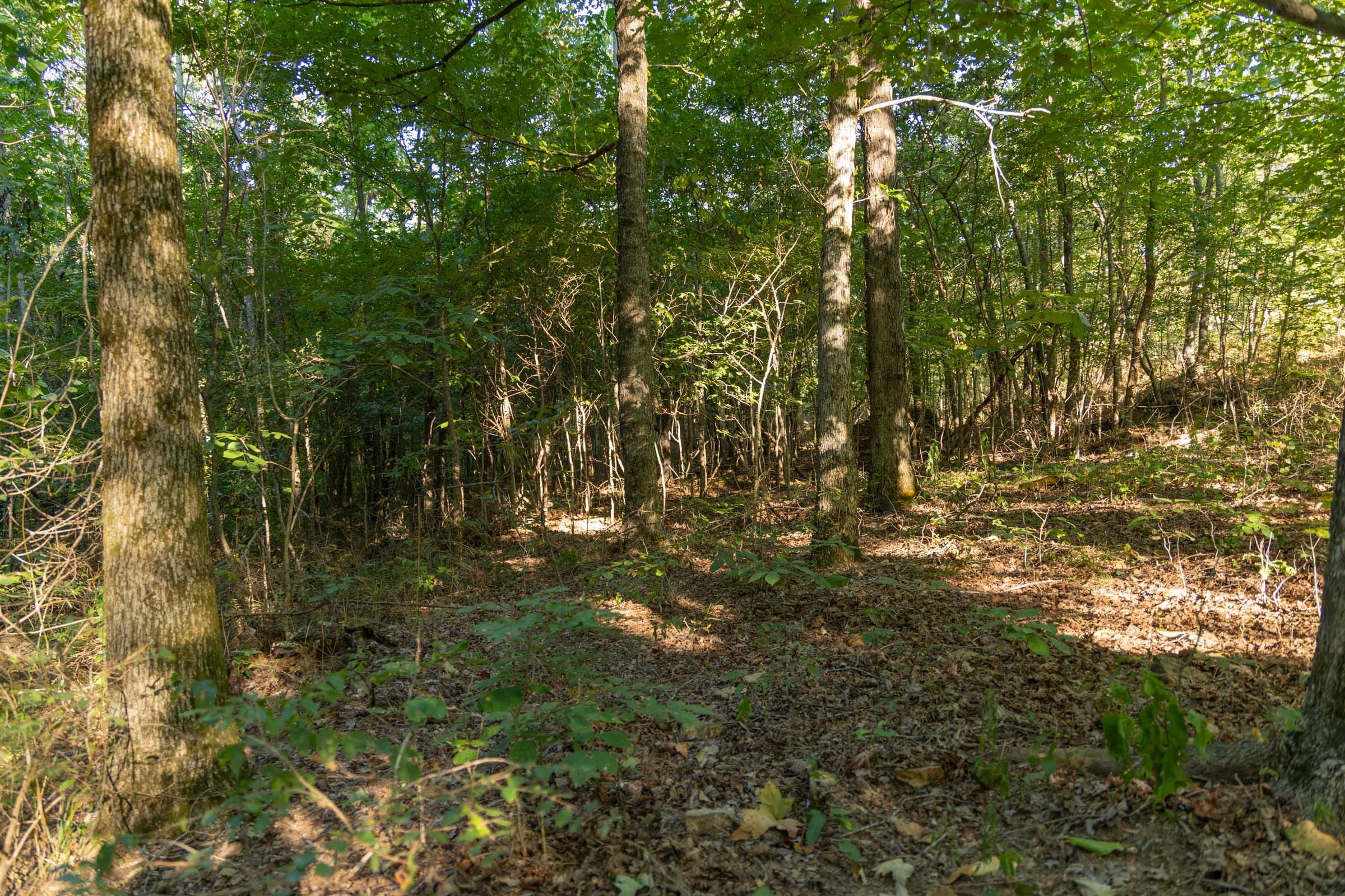 Big White Oak Tract 109 photo 5
