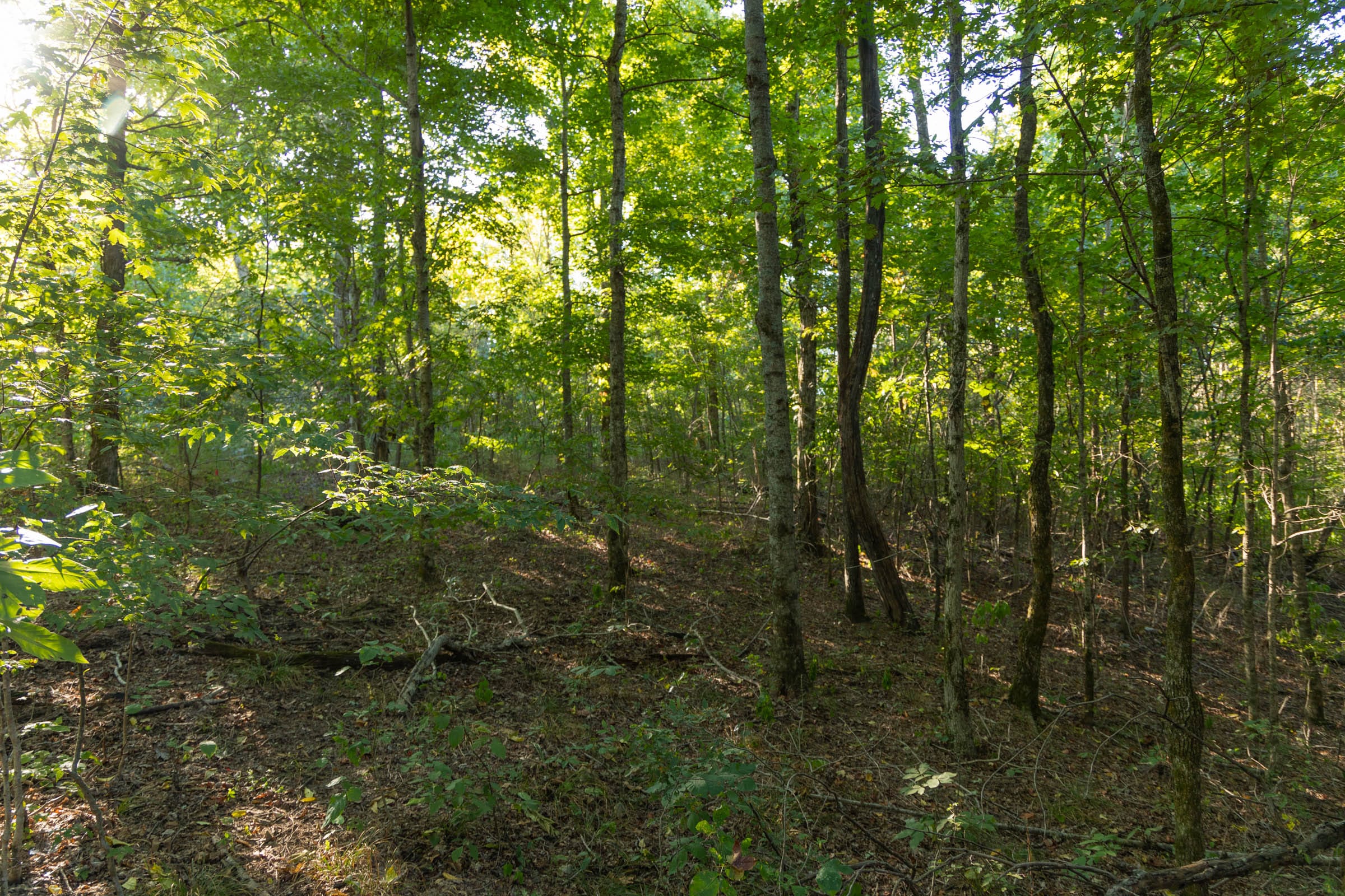 Big White Oak Tract 109 photo 4