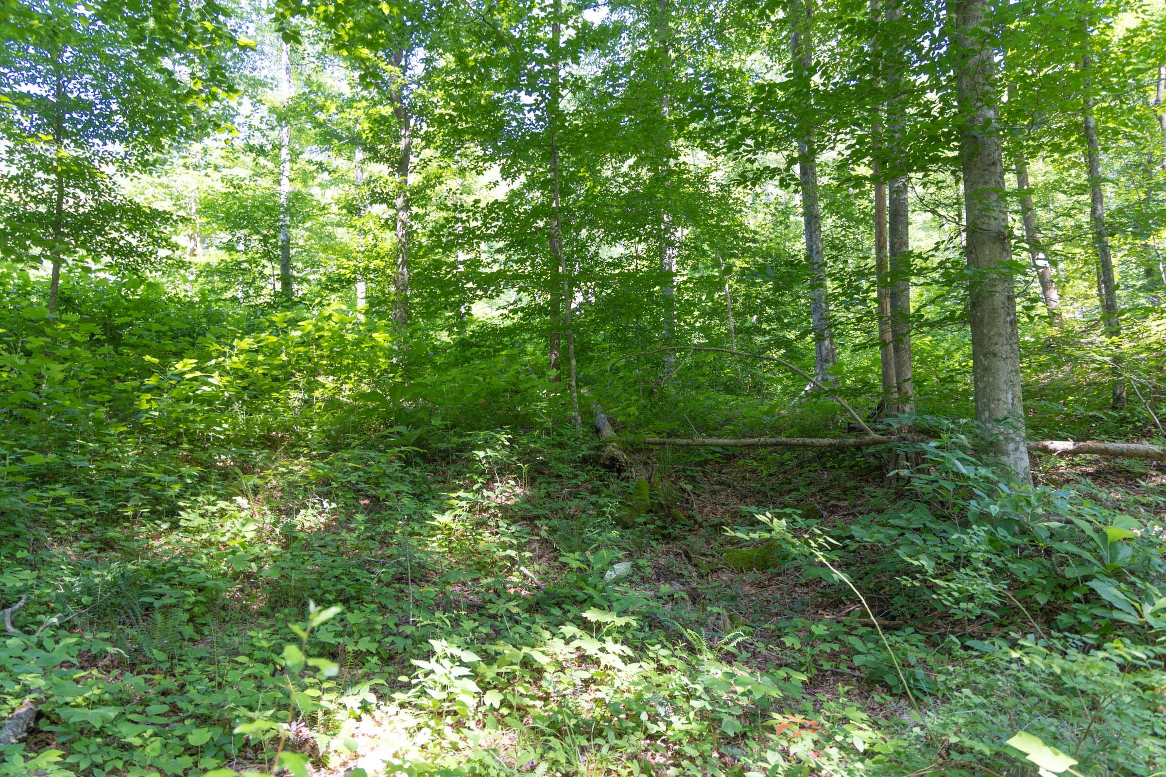 Creek Hollow Phase II Tract 73 photo 13
