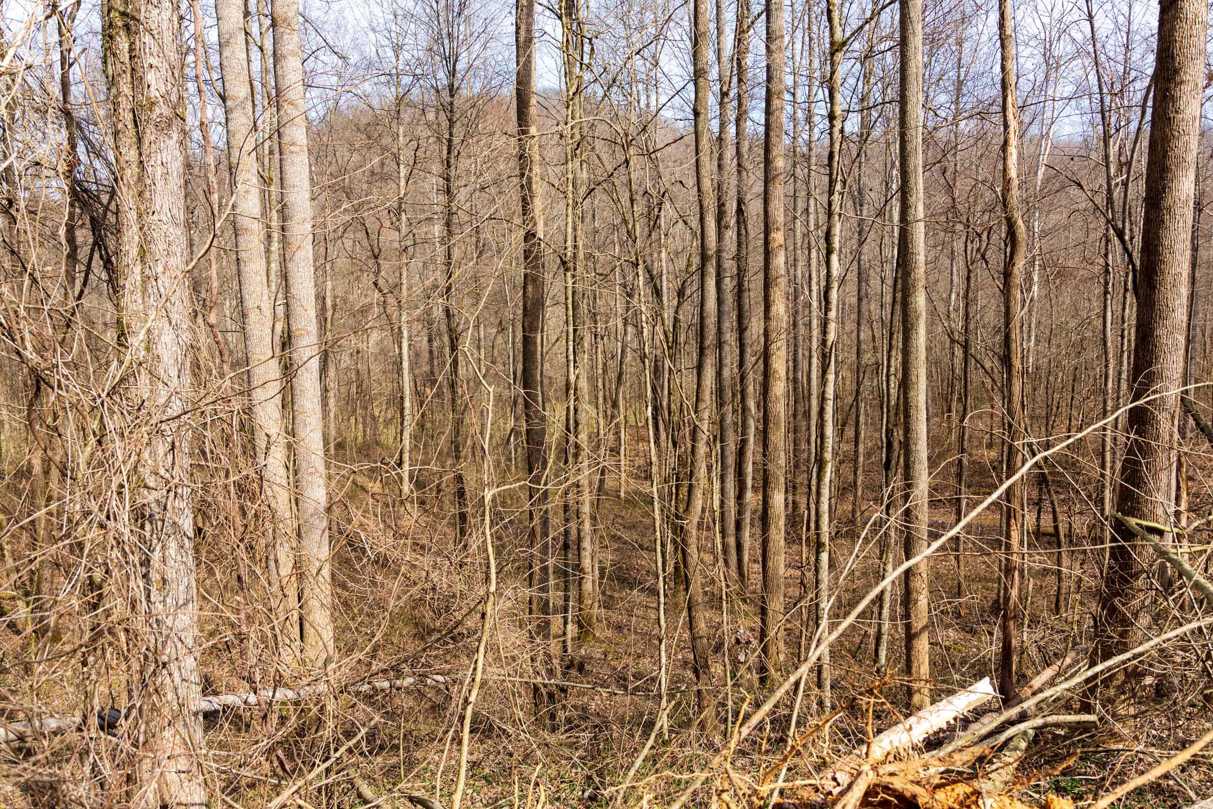 Blackstone Mountain Phase II Tract 65 photo 6