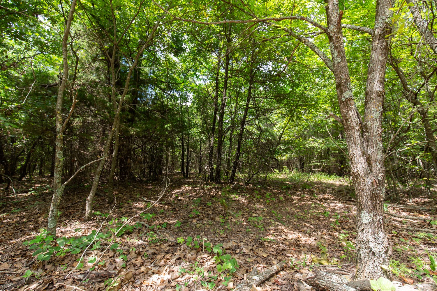 Timber Ridge Tract 54 photo 2