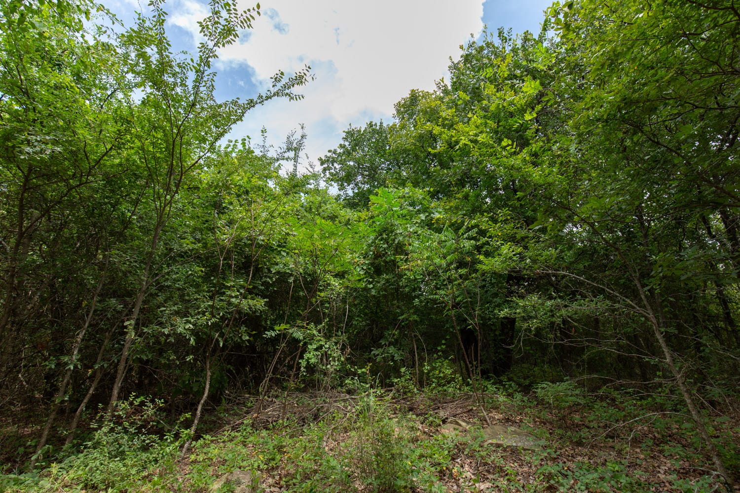 Timber Ridge Tract 54 photo 4