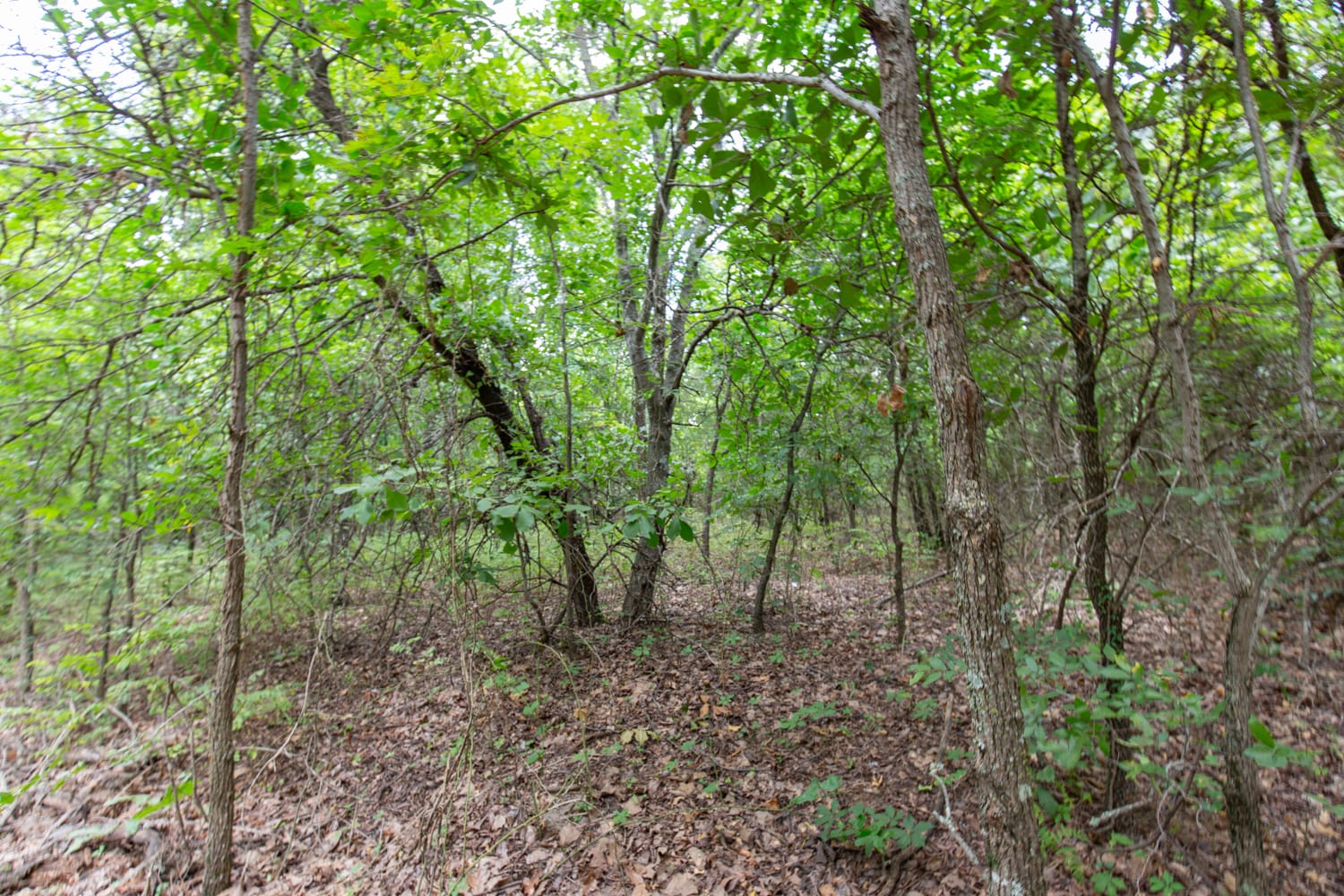 Timber Ridge Tract 54 photo 6