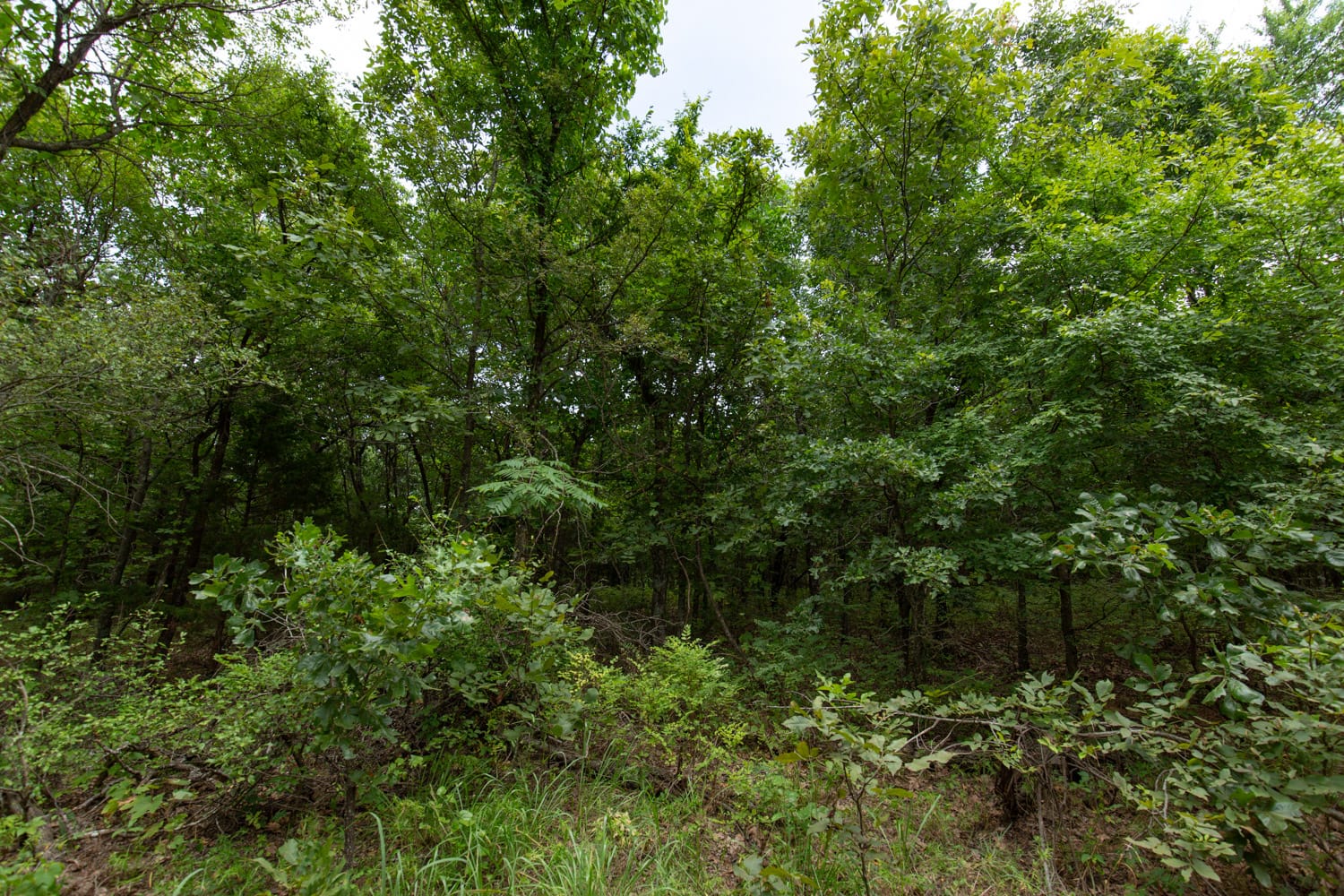 Timber Ridge Tract 54 photo 9
